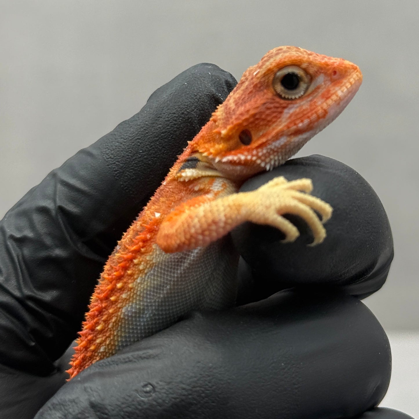 Red Hypo Trans Bearded Dragon 672