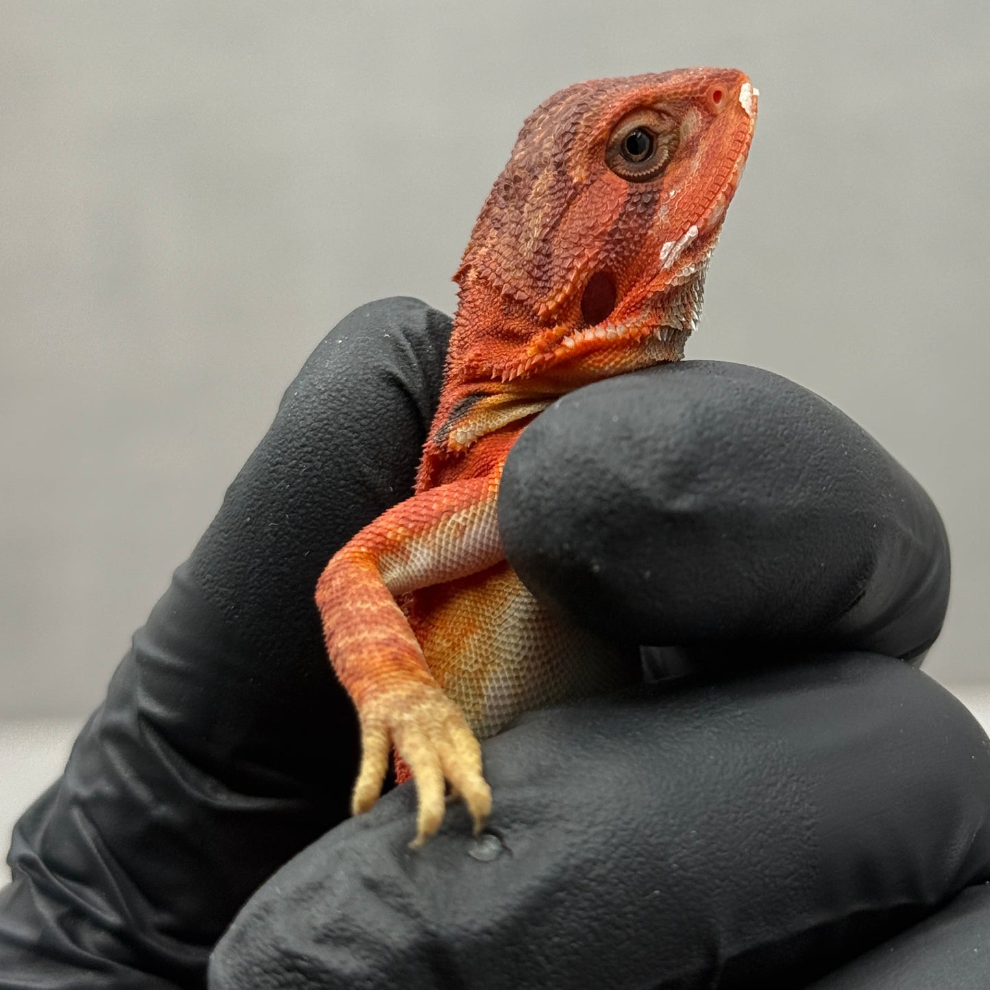 Red Hypo Leatherback Bearded Dragon 673