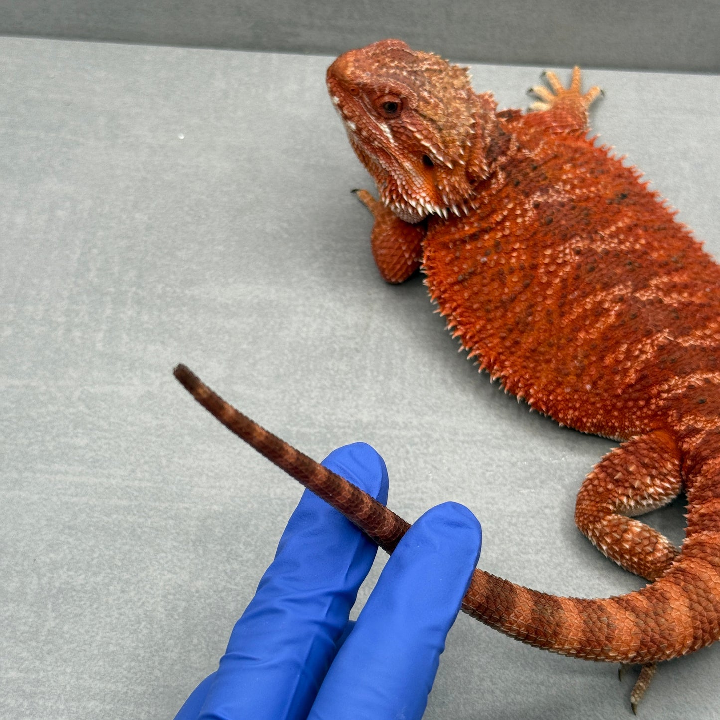 Red Het Hypo trans 1/2 Red Monster Female