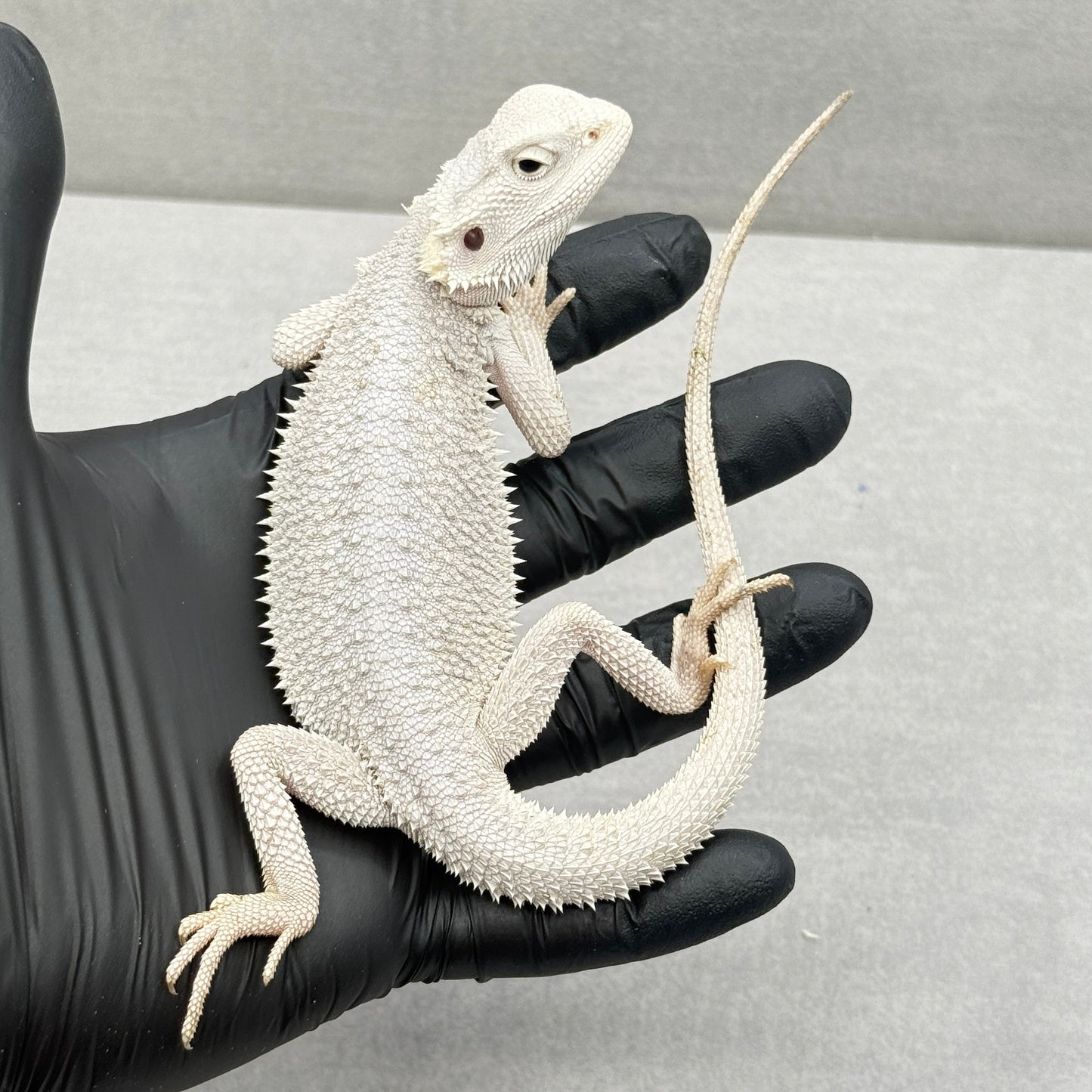 Hypo Zero Bearded Dragon 720
