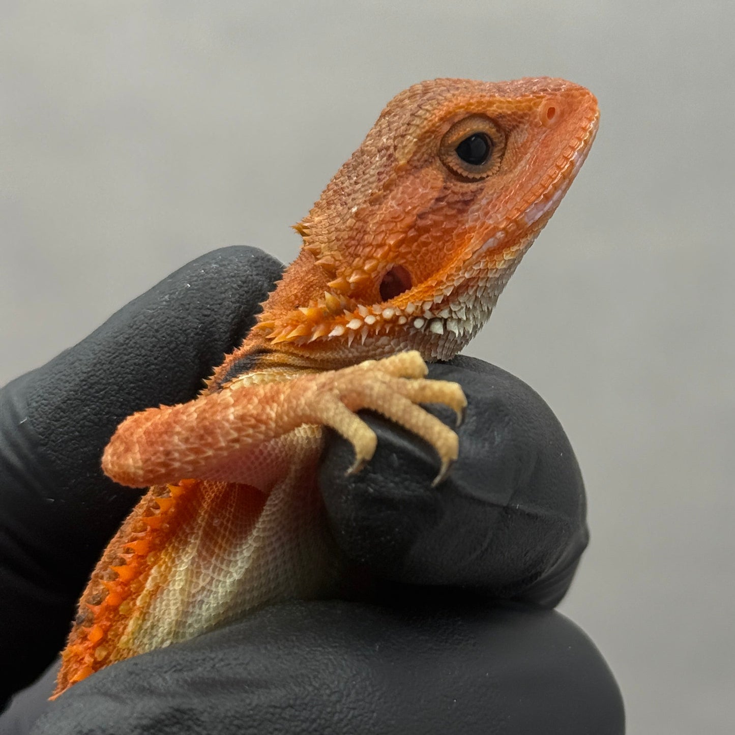 Orange Trans Bearded Dragon 677