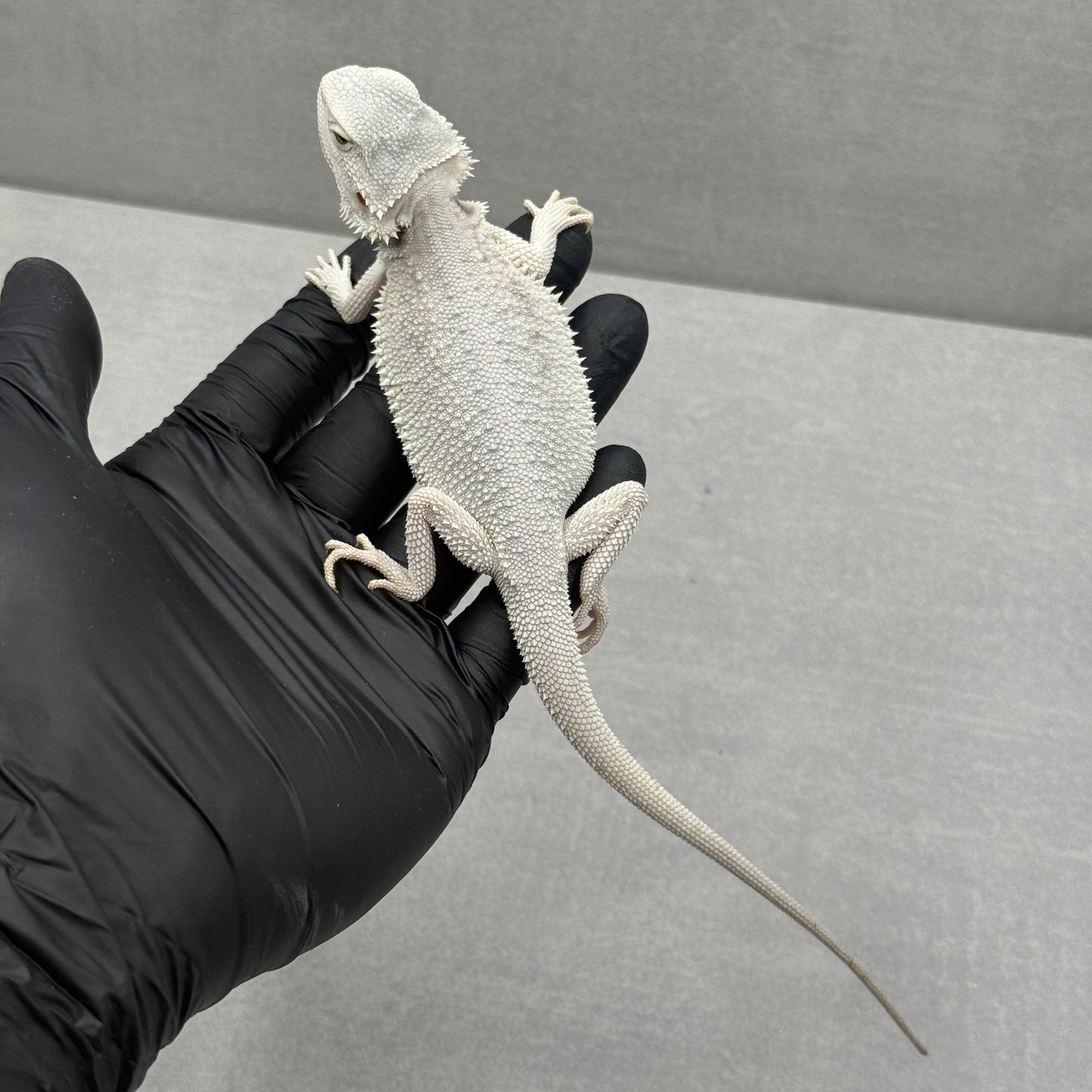 Hypo Zero Bearded Dragon 763
