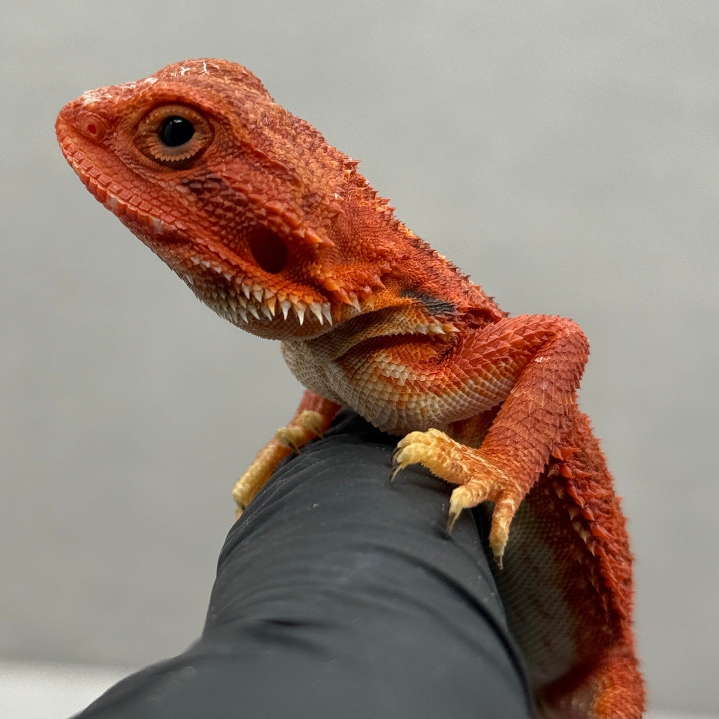 Red Trans Bearded Dragon 680