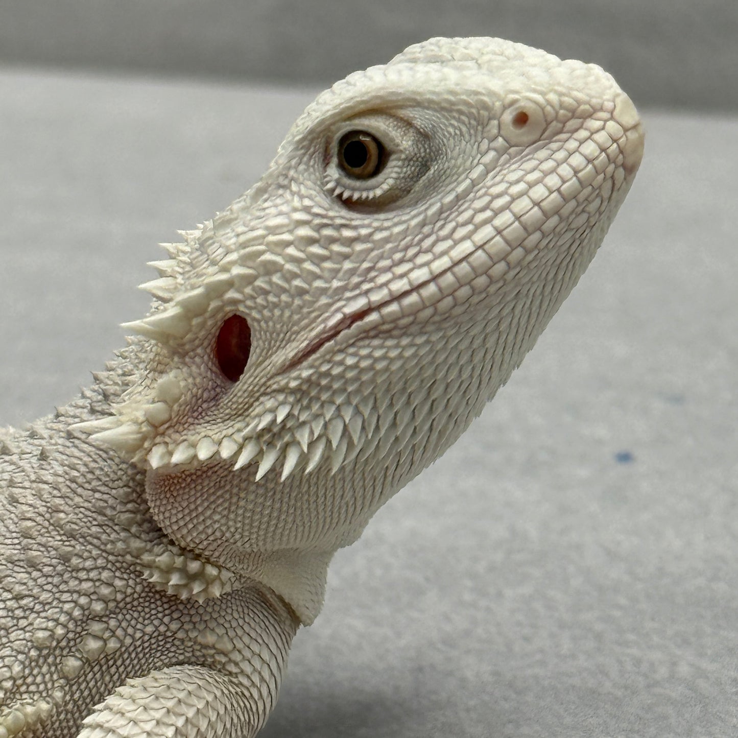 Hypo Zero Bearded Dragon 766
