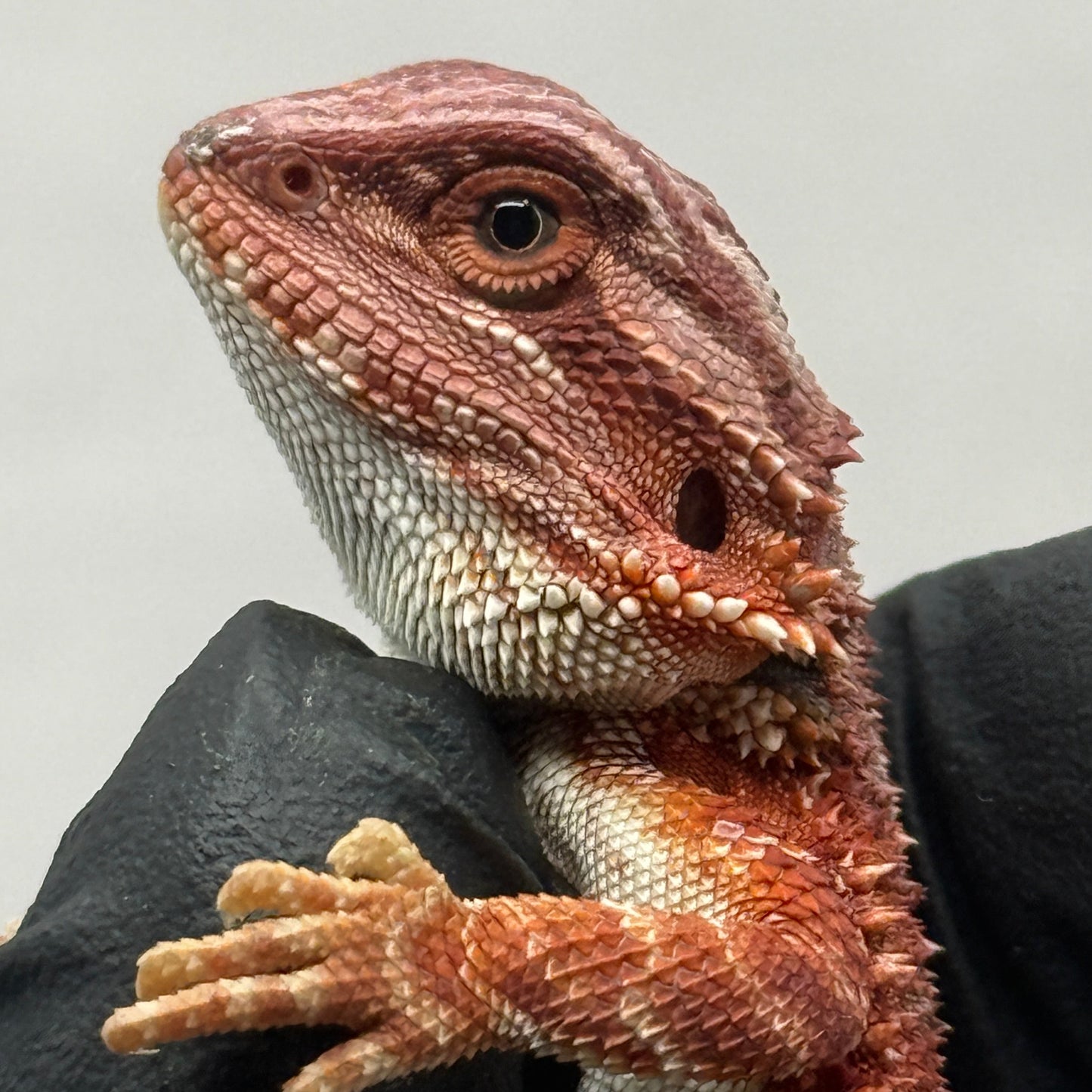 75% Red Monster Hypo Bearded Dragons 905