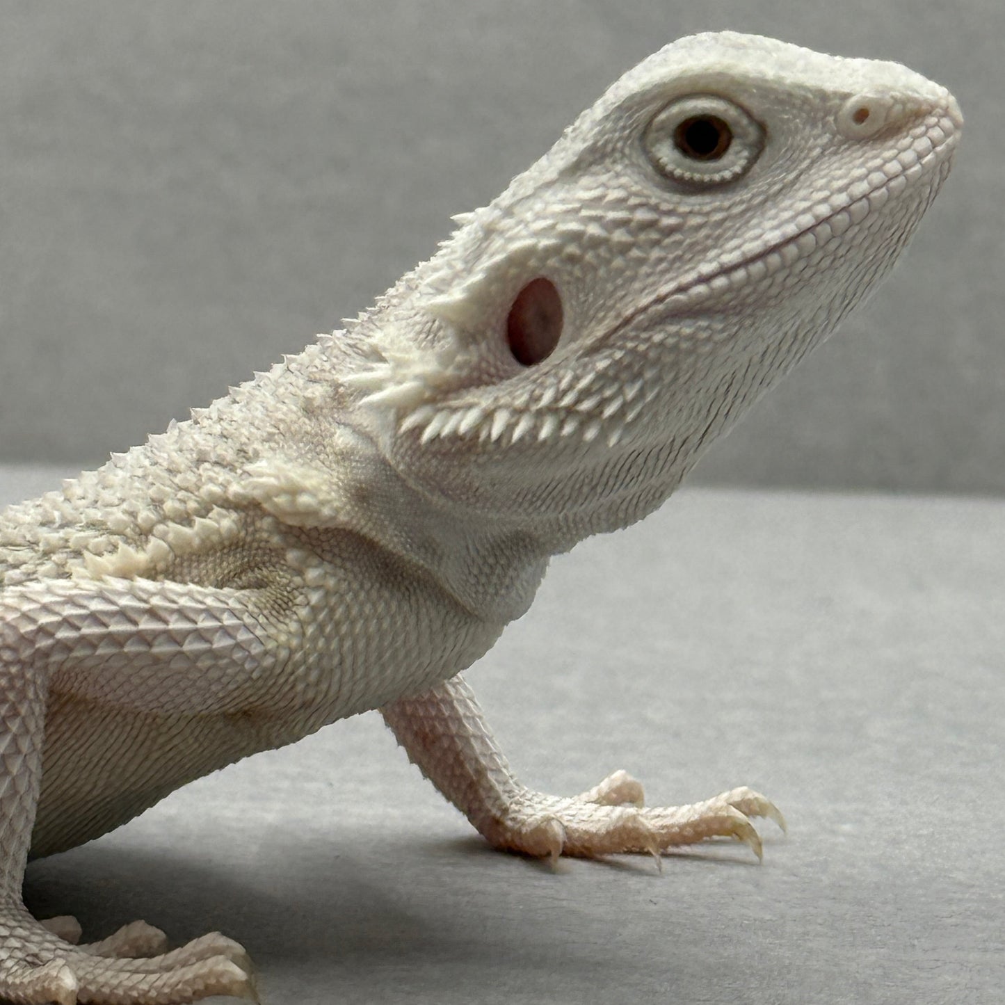 Hypo Zero Bearded Dragon 770
