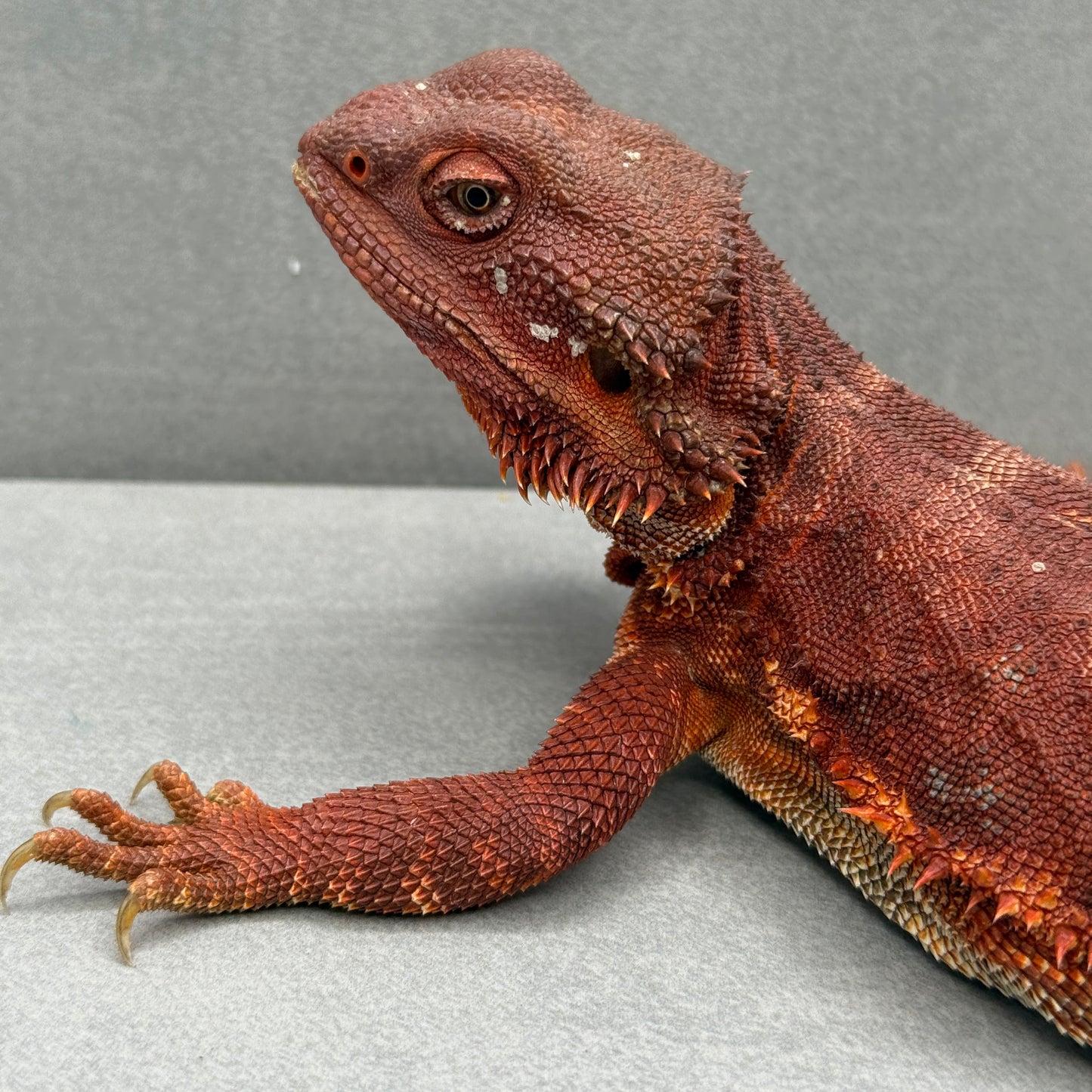 Hypo Red Leatherback Bearded Dragon 380