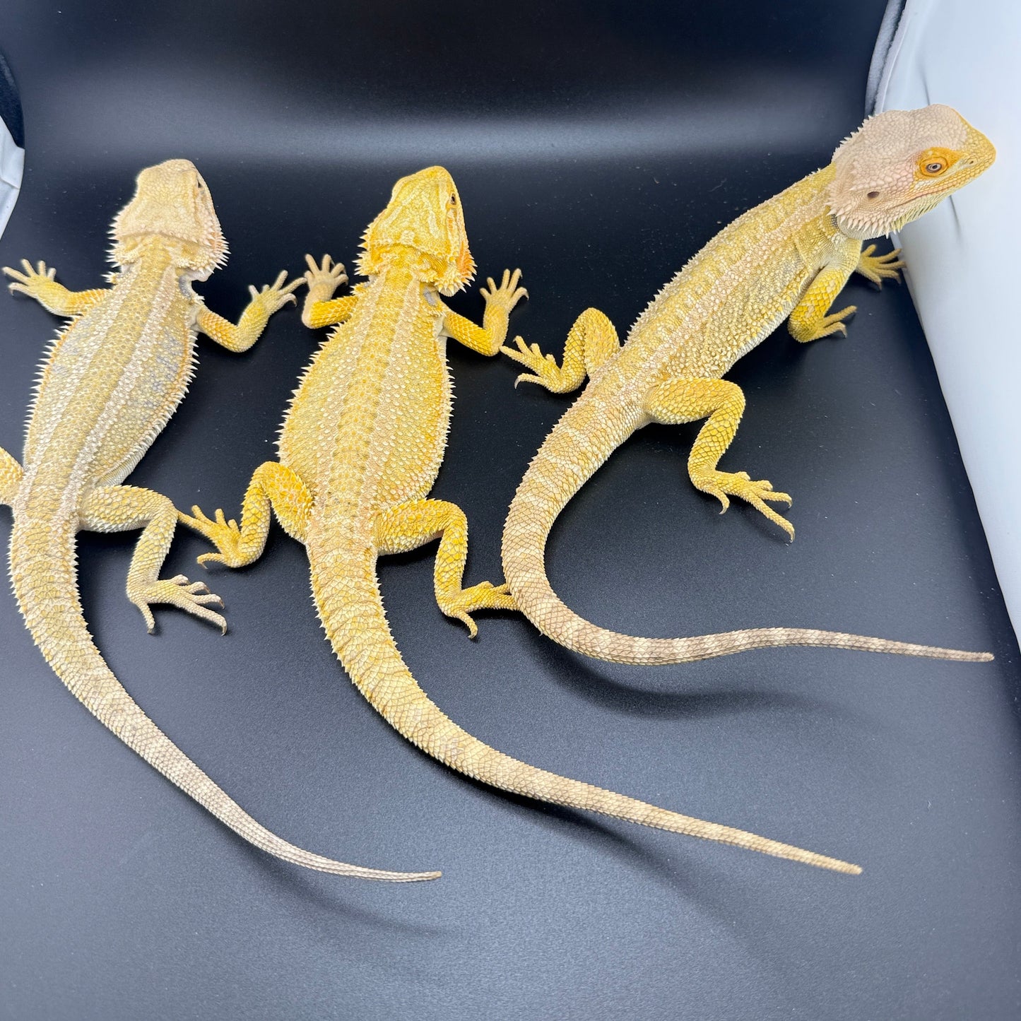 x3 Male Citrus Bearded Dragons