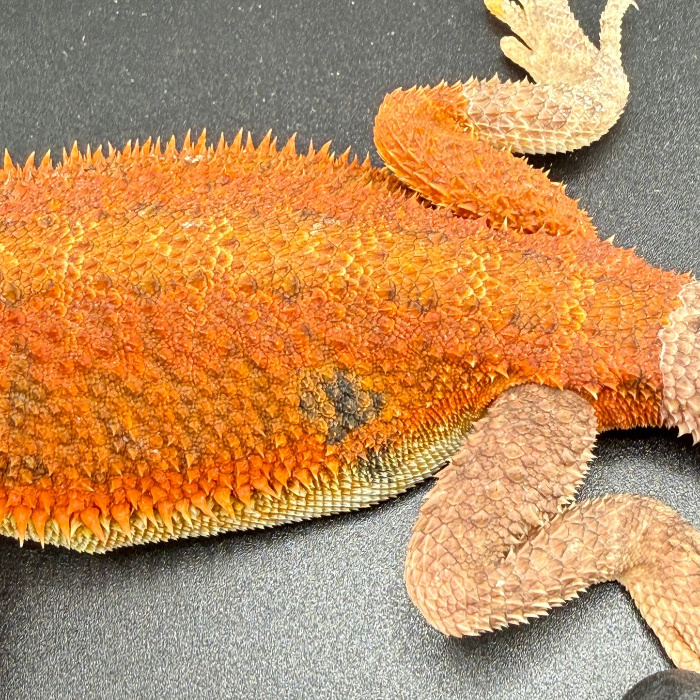 Red Bearded Dragon 689