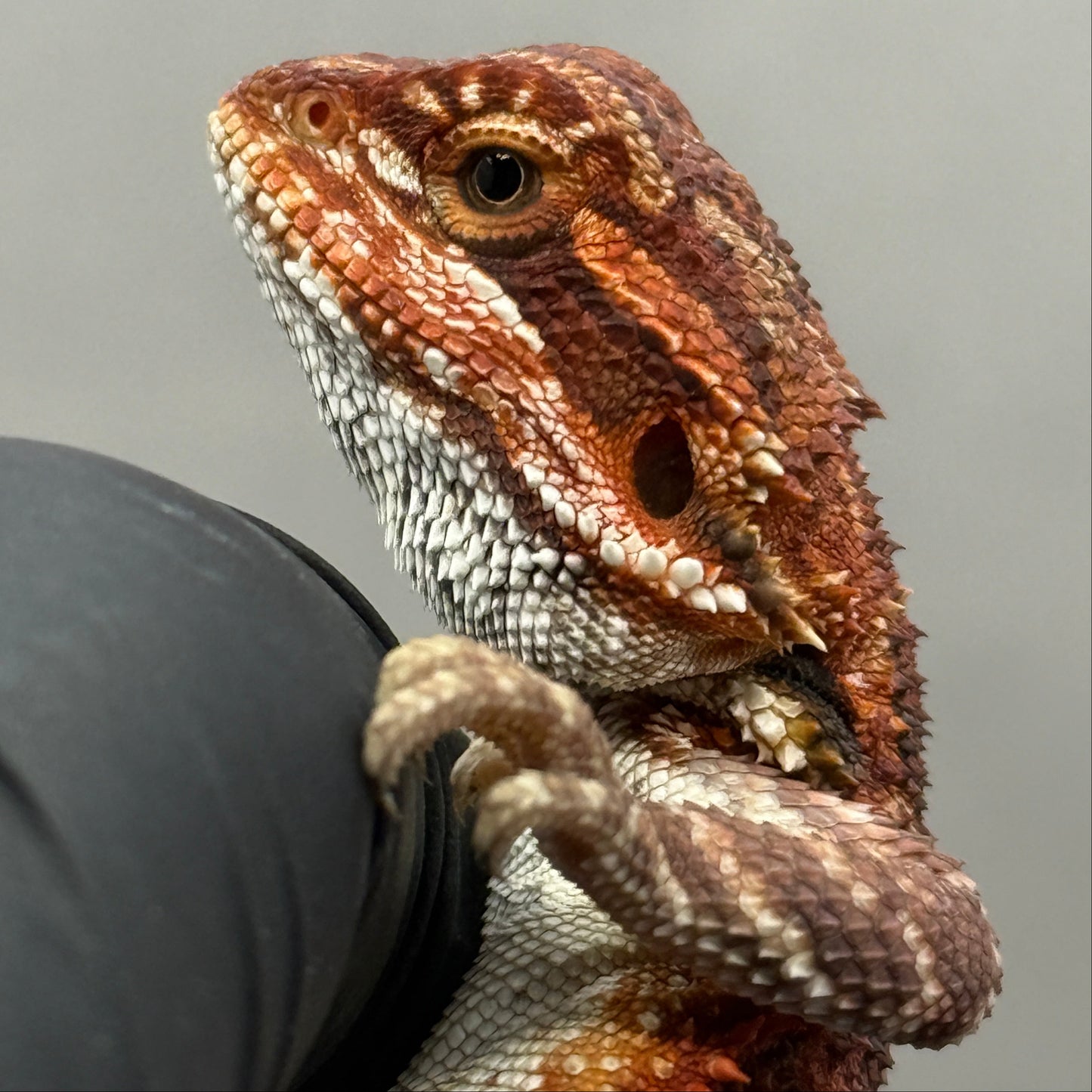 75% Red Monster Het Hypo Het Trans Bearded Dragons 902