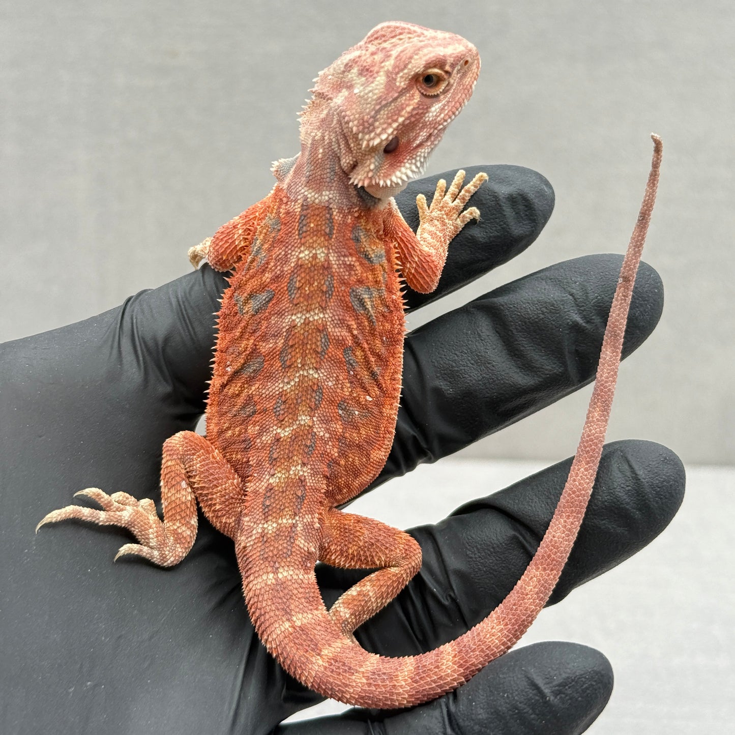 75% Red Monster Leatherback Bearded Dragon 393