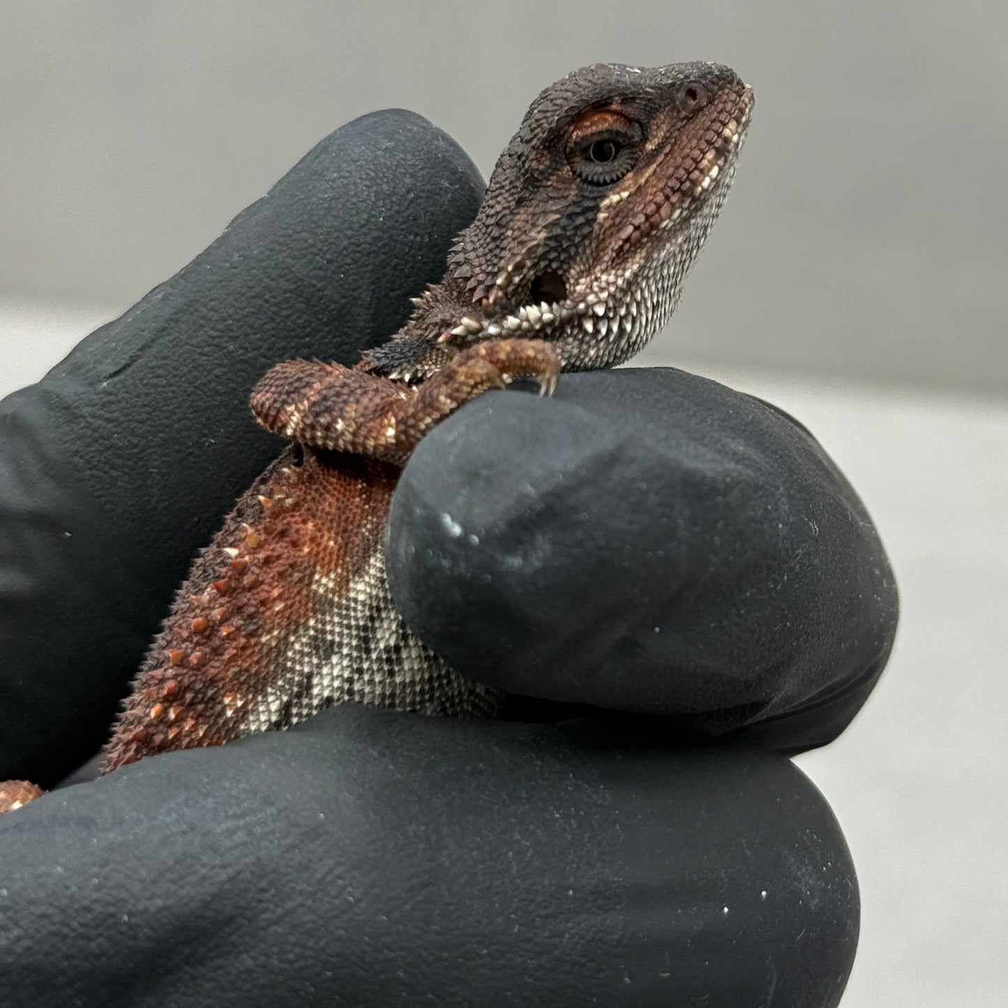 DARK Red Monster Bearded Dragon 394