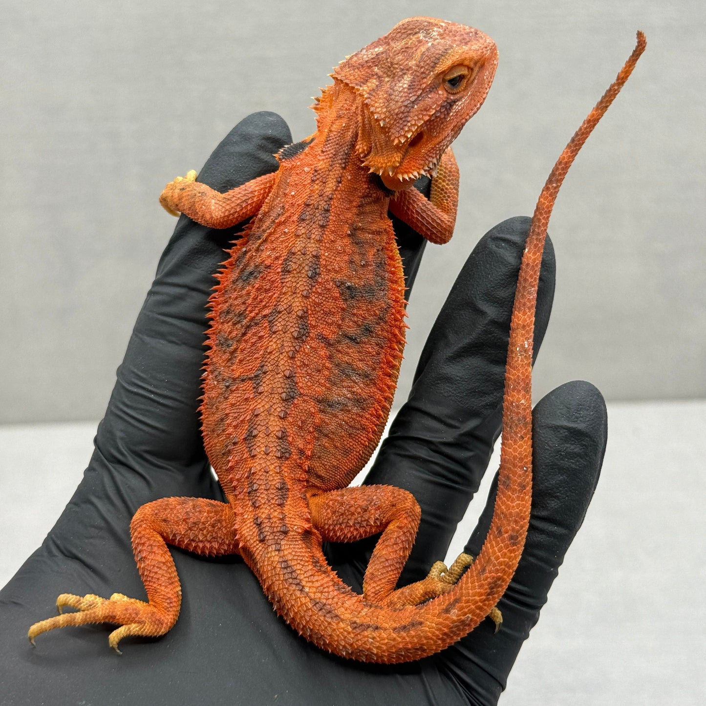 Trans Red Bearded Dragon 395