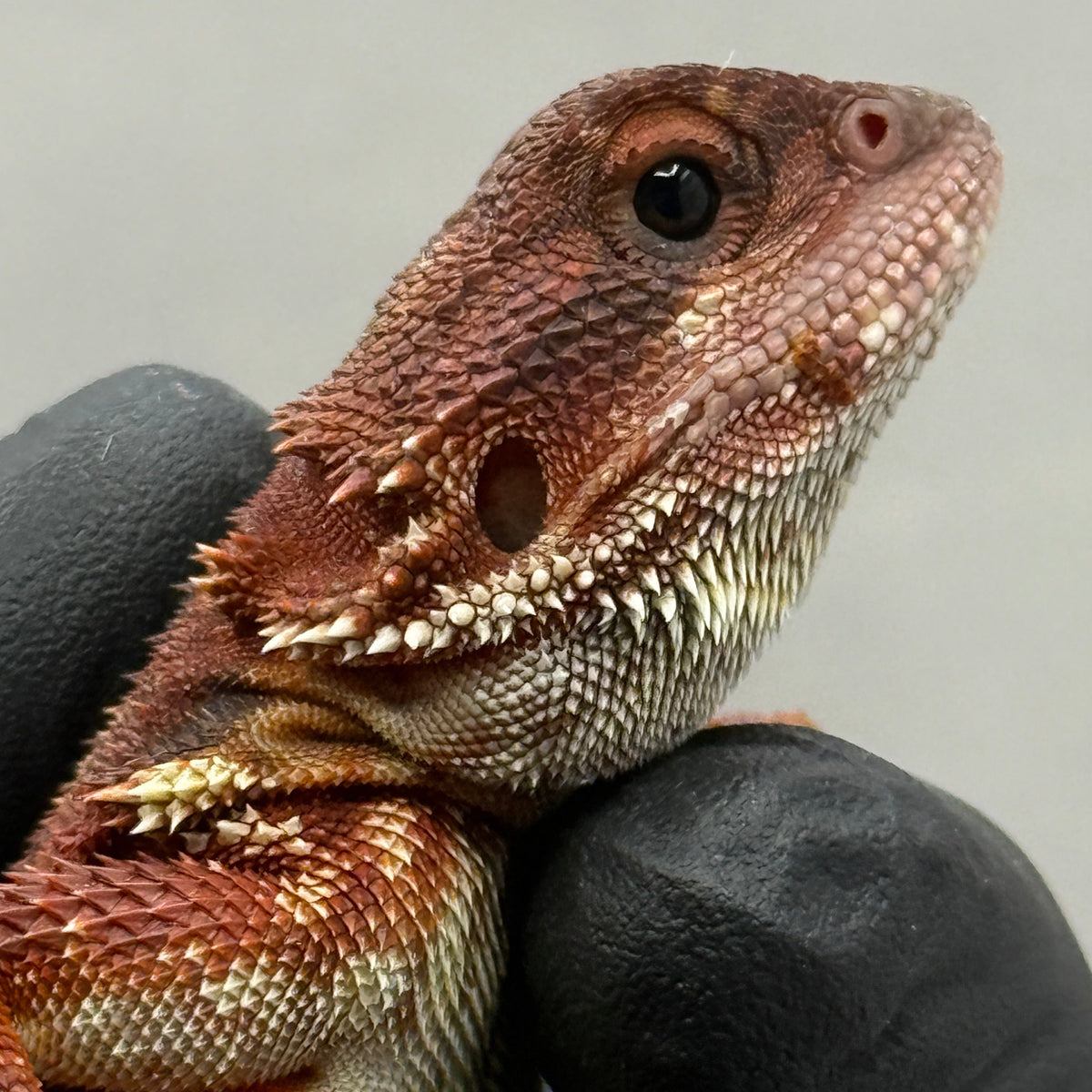 Red Trans Bearded Dragon 682