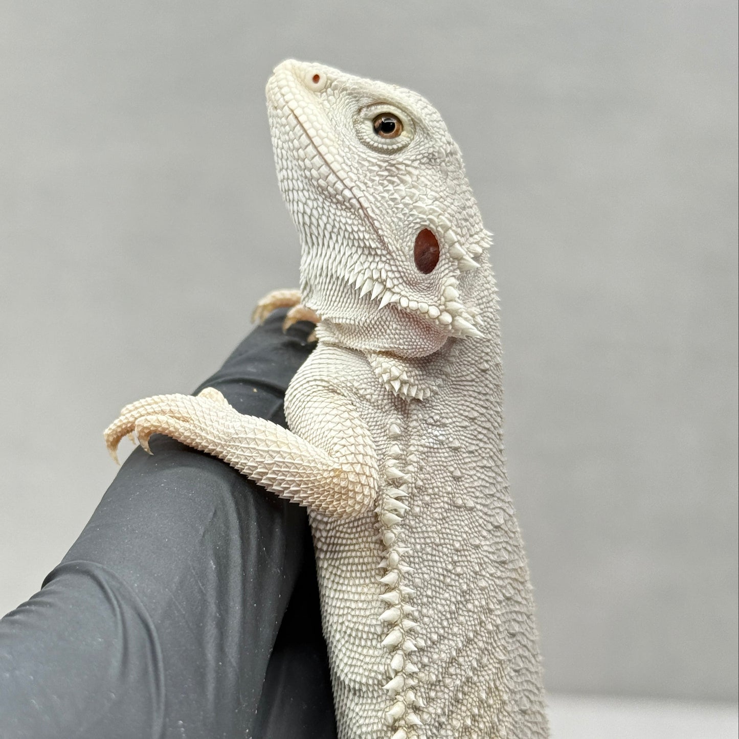 Hypo Zero Bearded Dragon