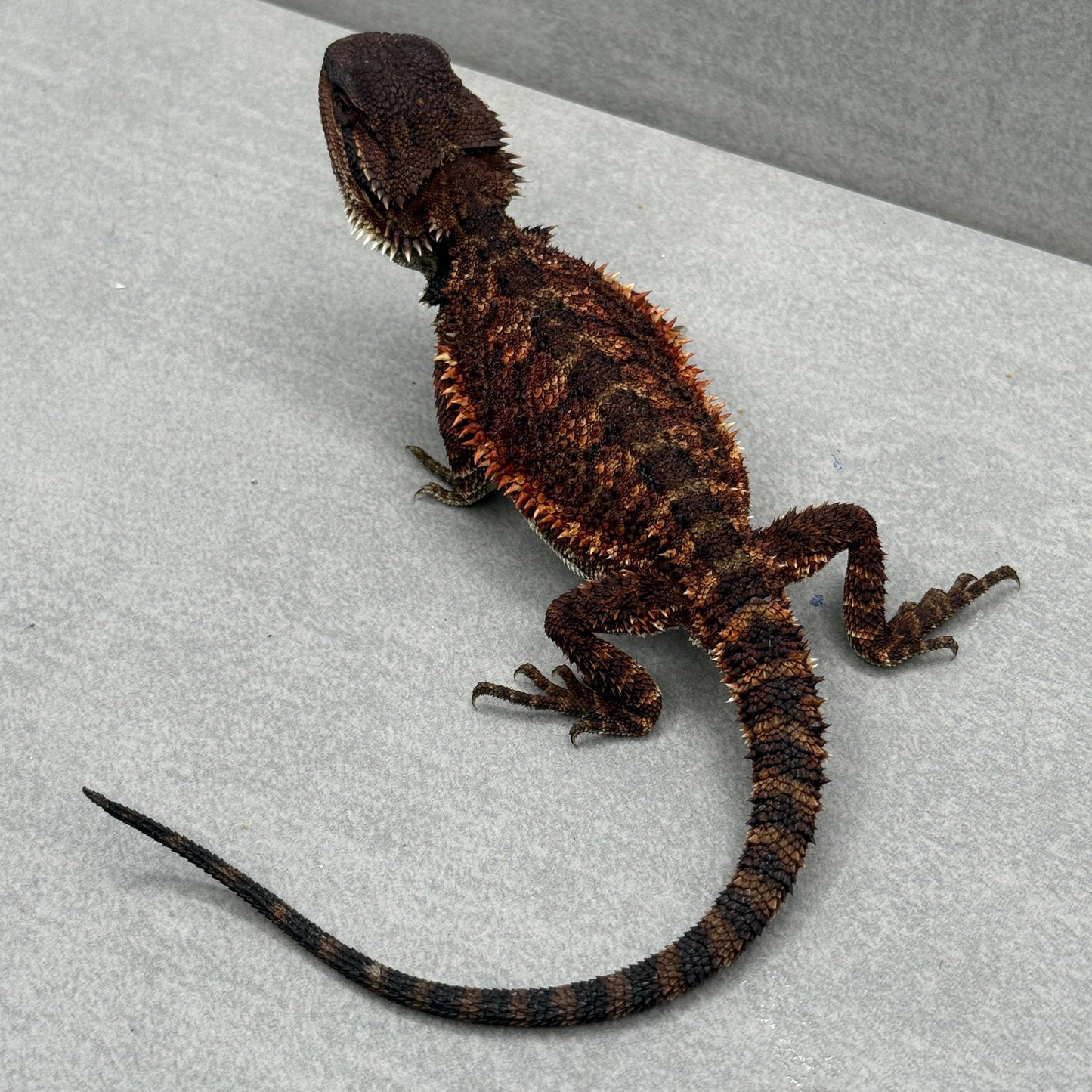 Full Red Monster Bearded Dragon 399