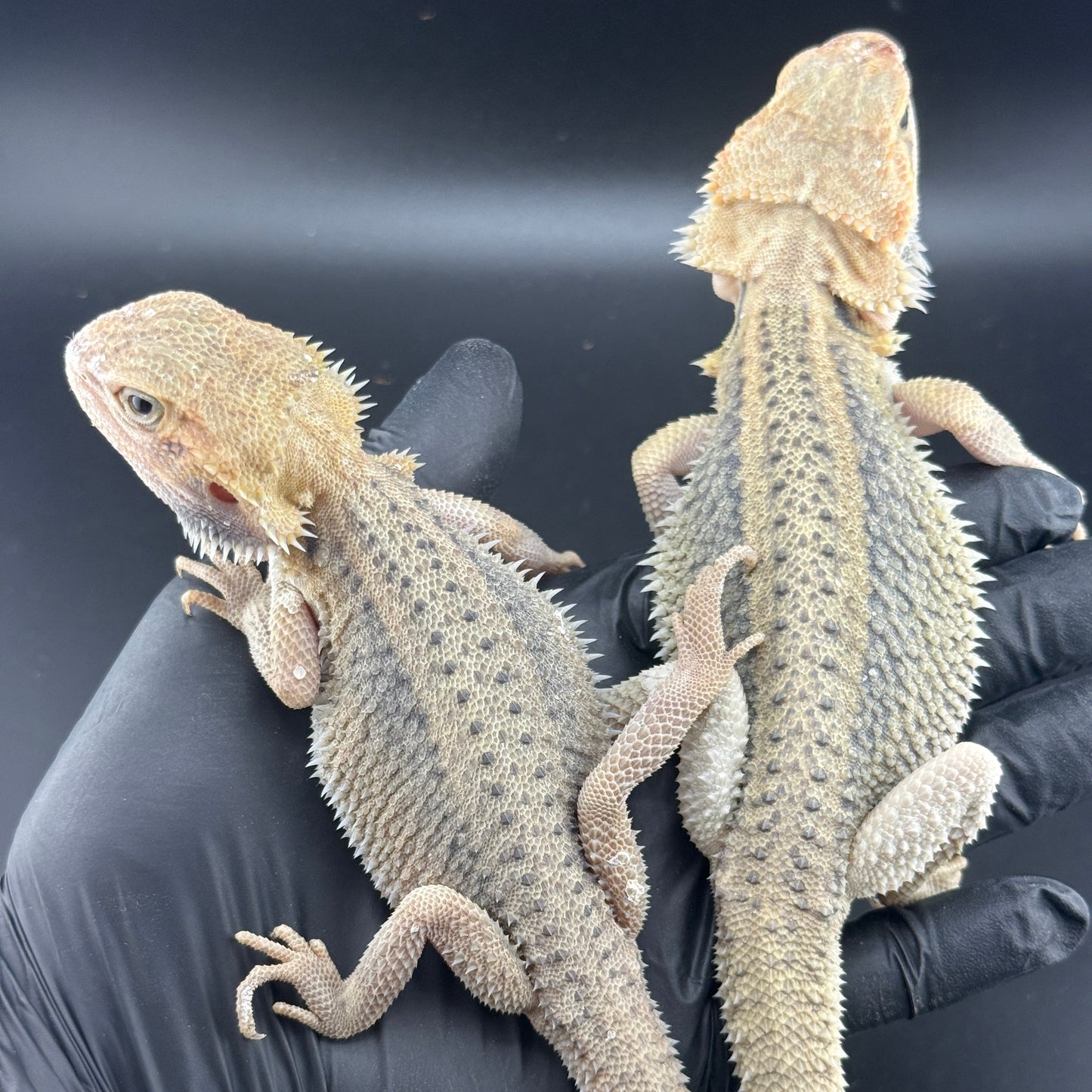 x2 Hypo Trans Thunderbolt Bearded Dragons