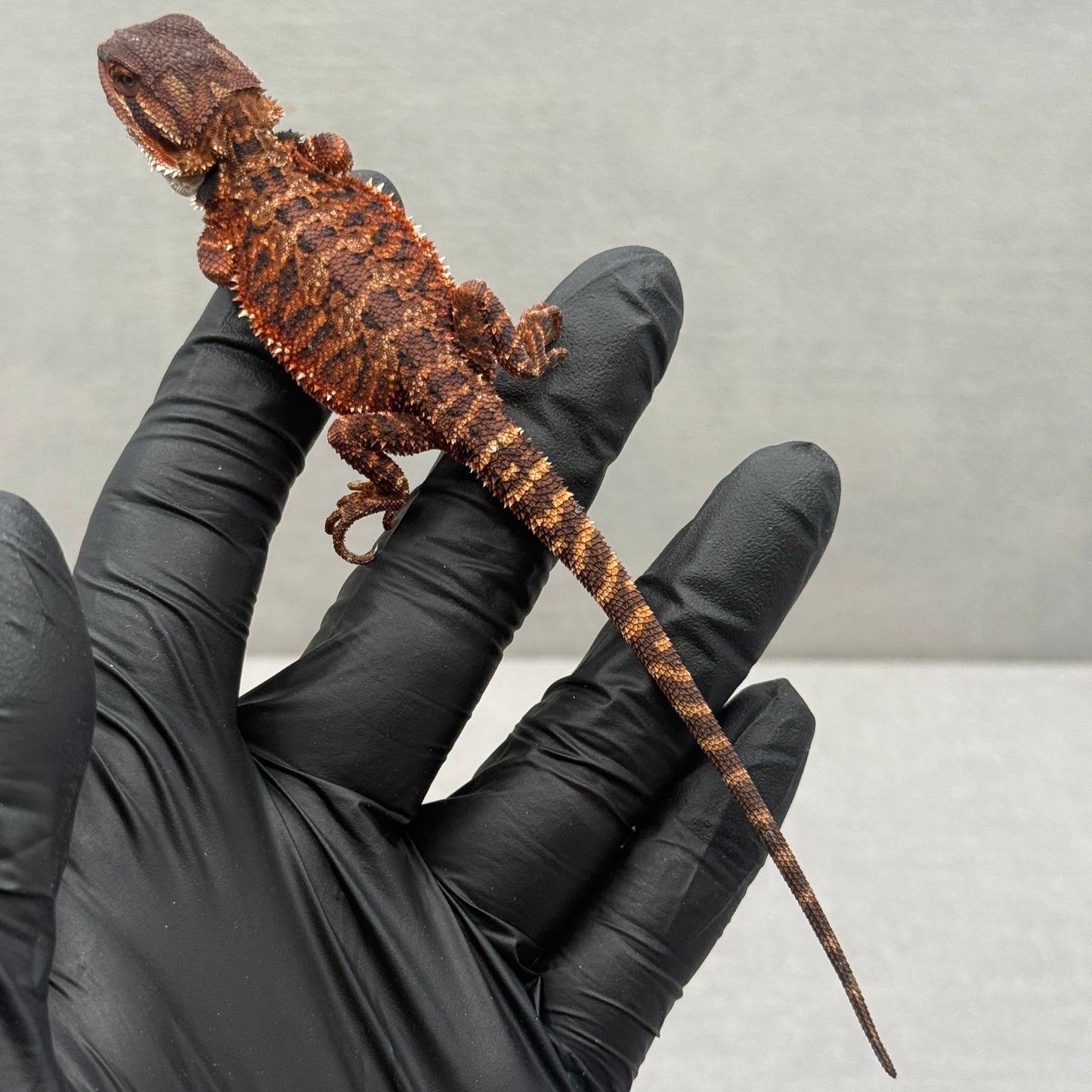 Red Monster poss het trans 915