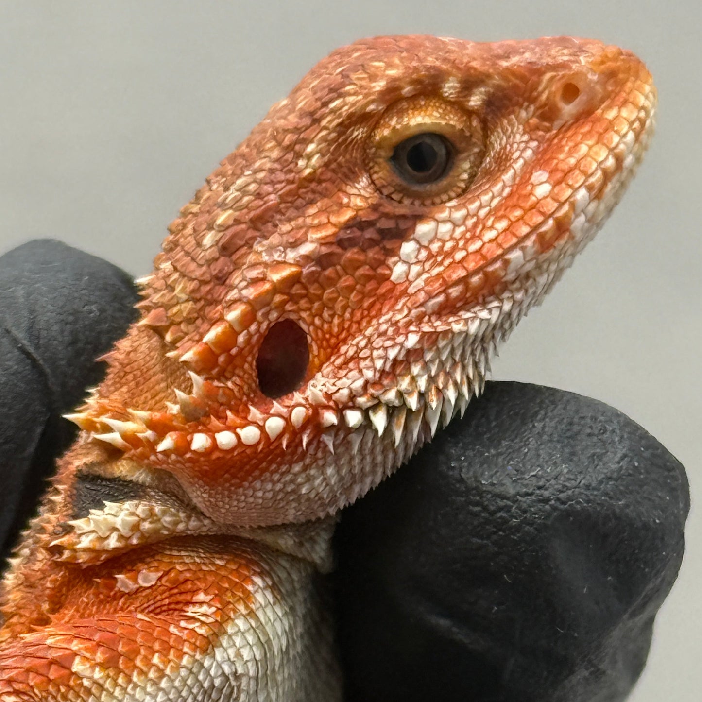 Red Bearded Dragon 690