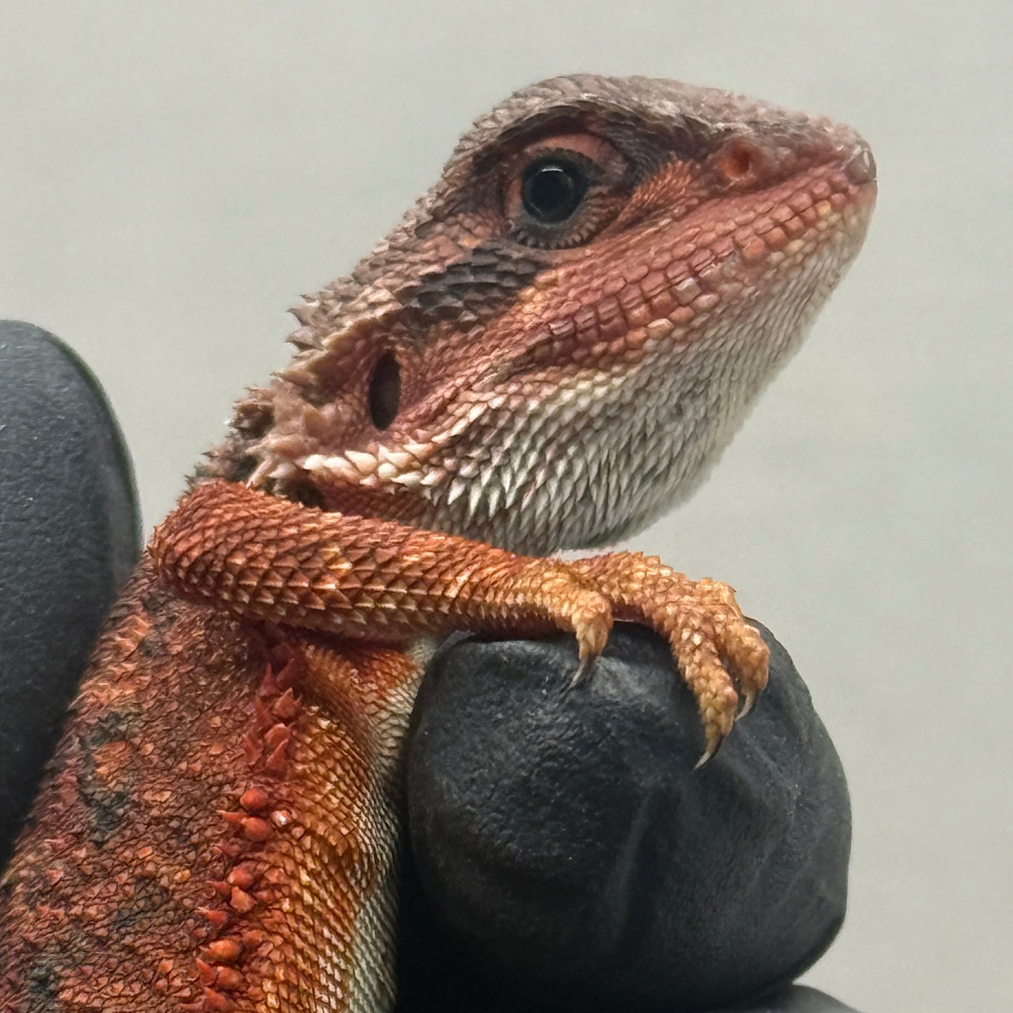 Red Bearded Dragon 696
