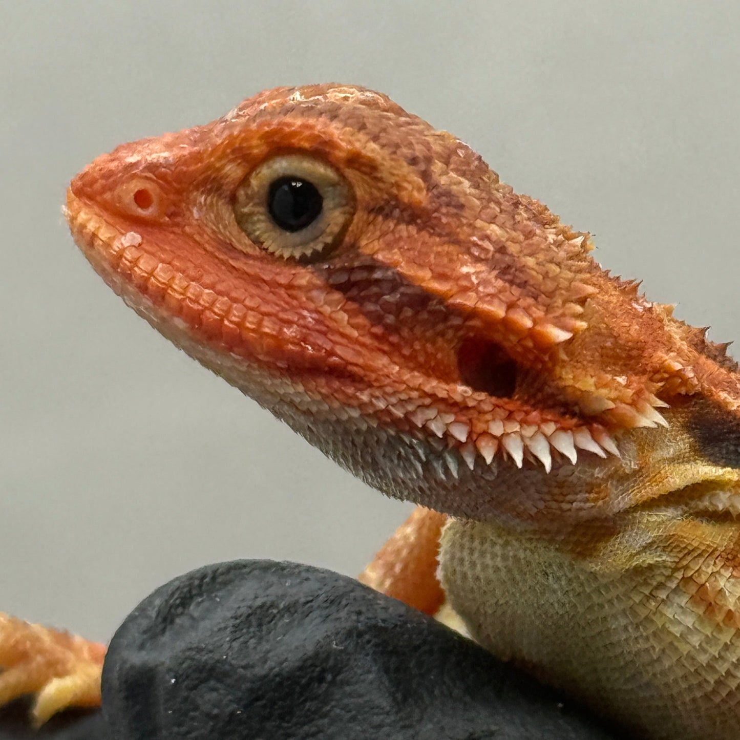 Red Trans Bearded Dragon 697