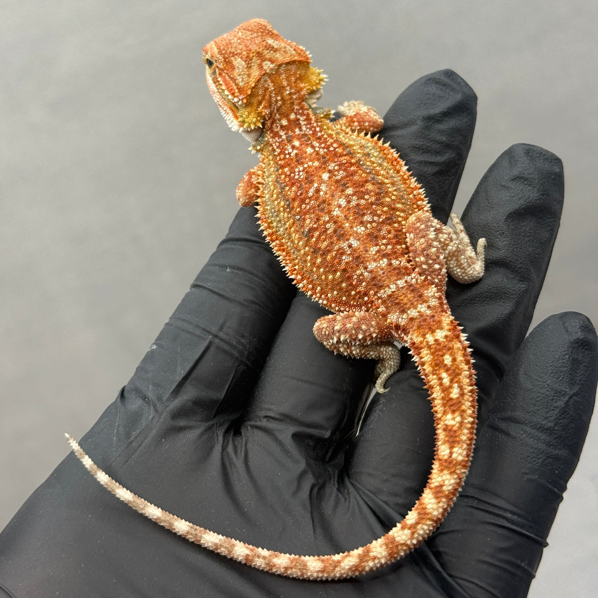 Dunner Hypo 75% Red Monster 910