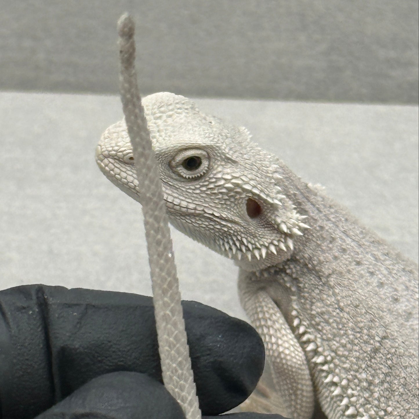 Hypo Zero Bearded Dragon 773