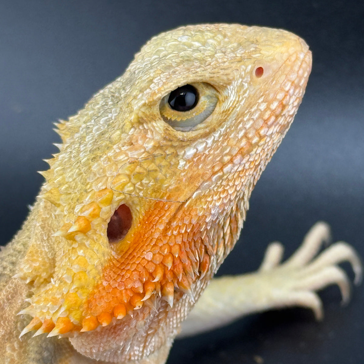 Hypo Trans Citrus G Stripe