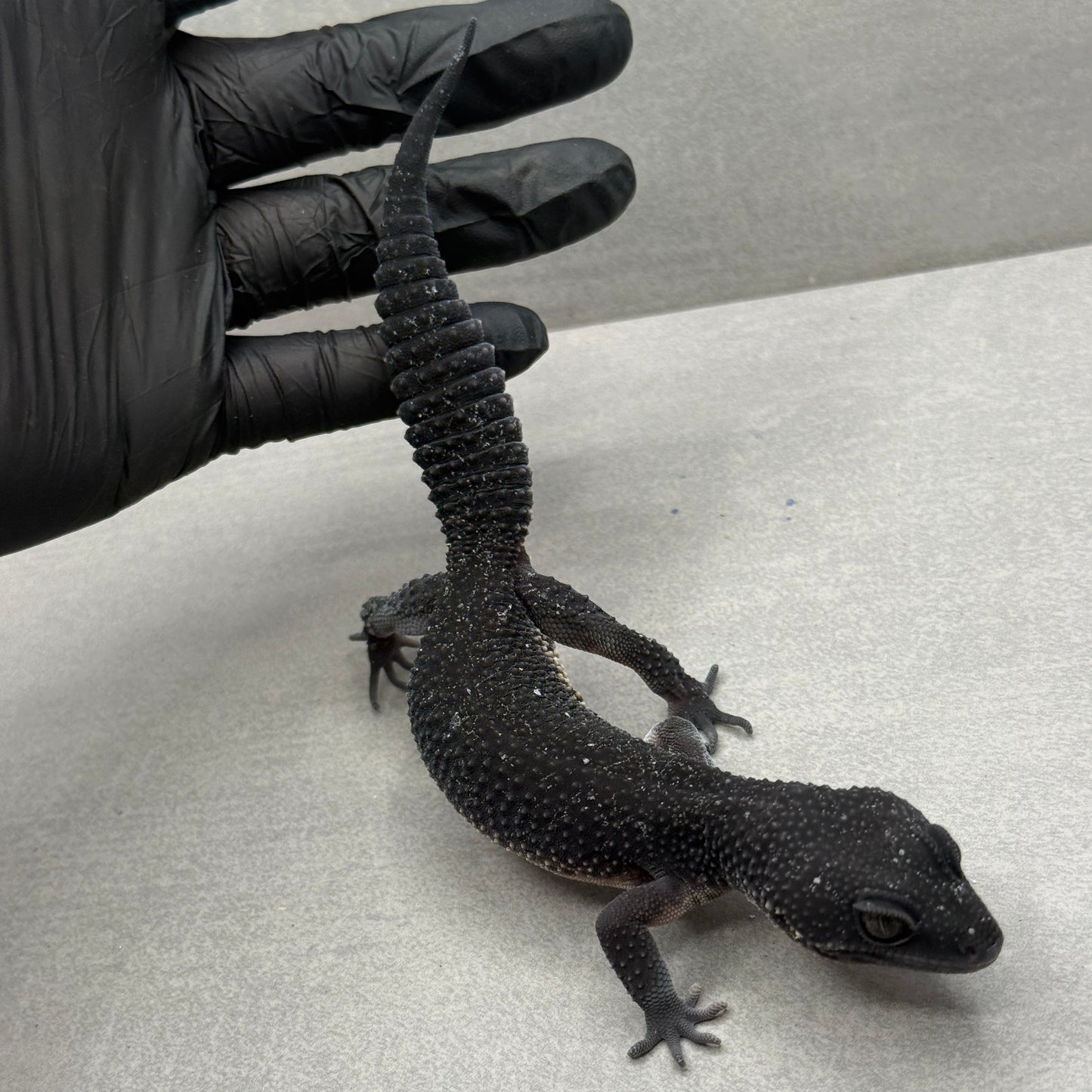 Black Night Leopard Gecko 1500
