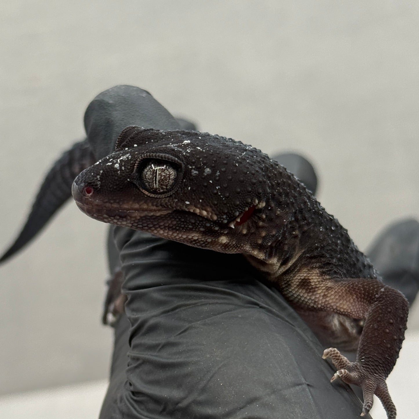 Black Night Leopard Gecko 1501
