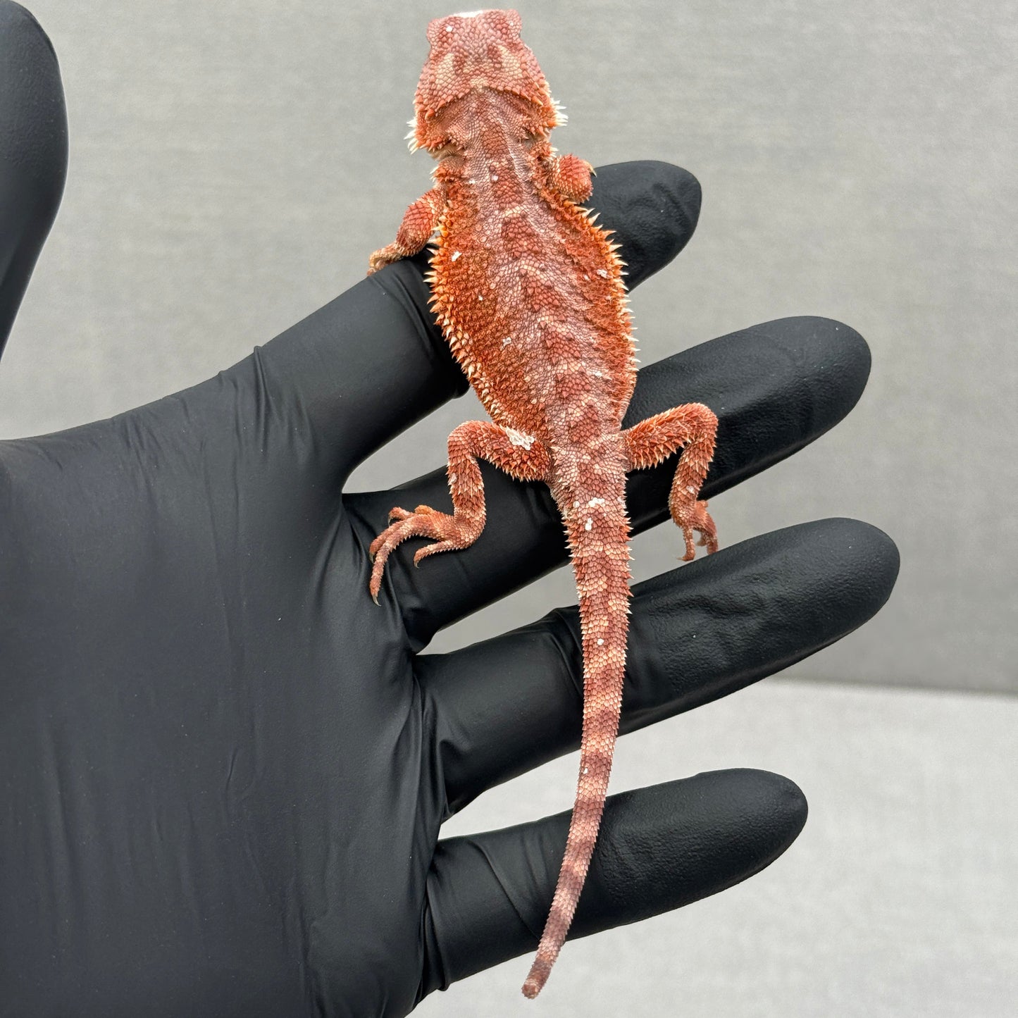 75% Red Monster Bearded Dragon