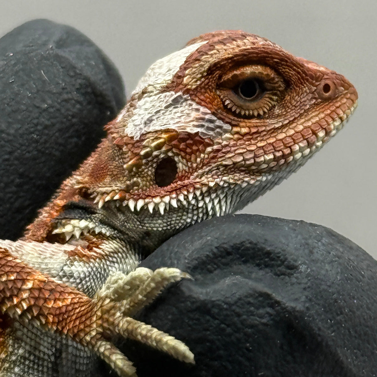 Hypo 75% Red Monster 950