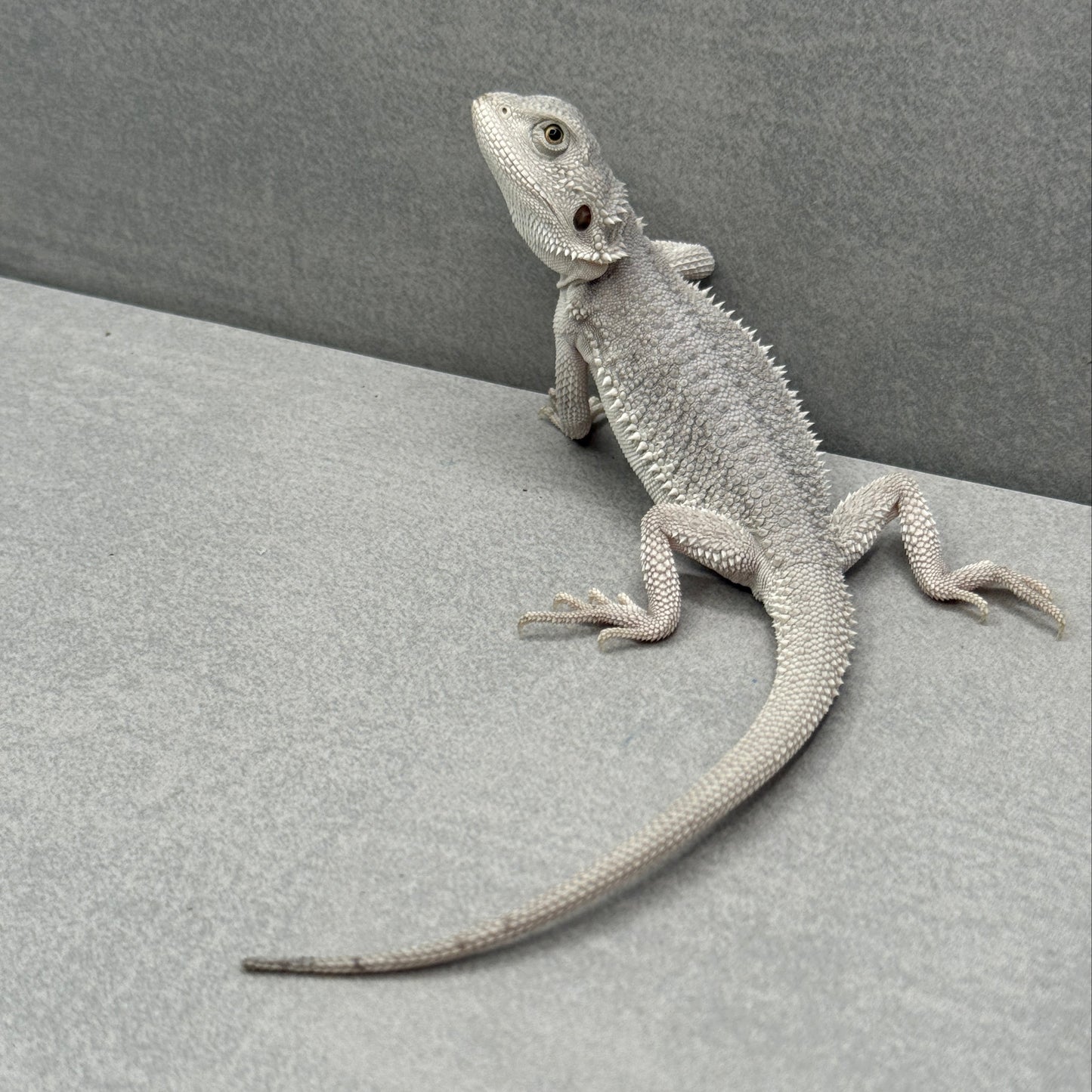 Hypo Zero Bearded Dragon 180
