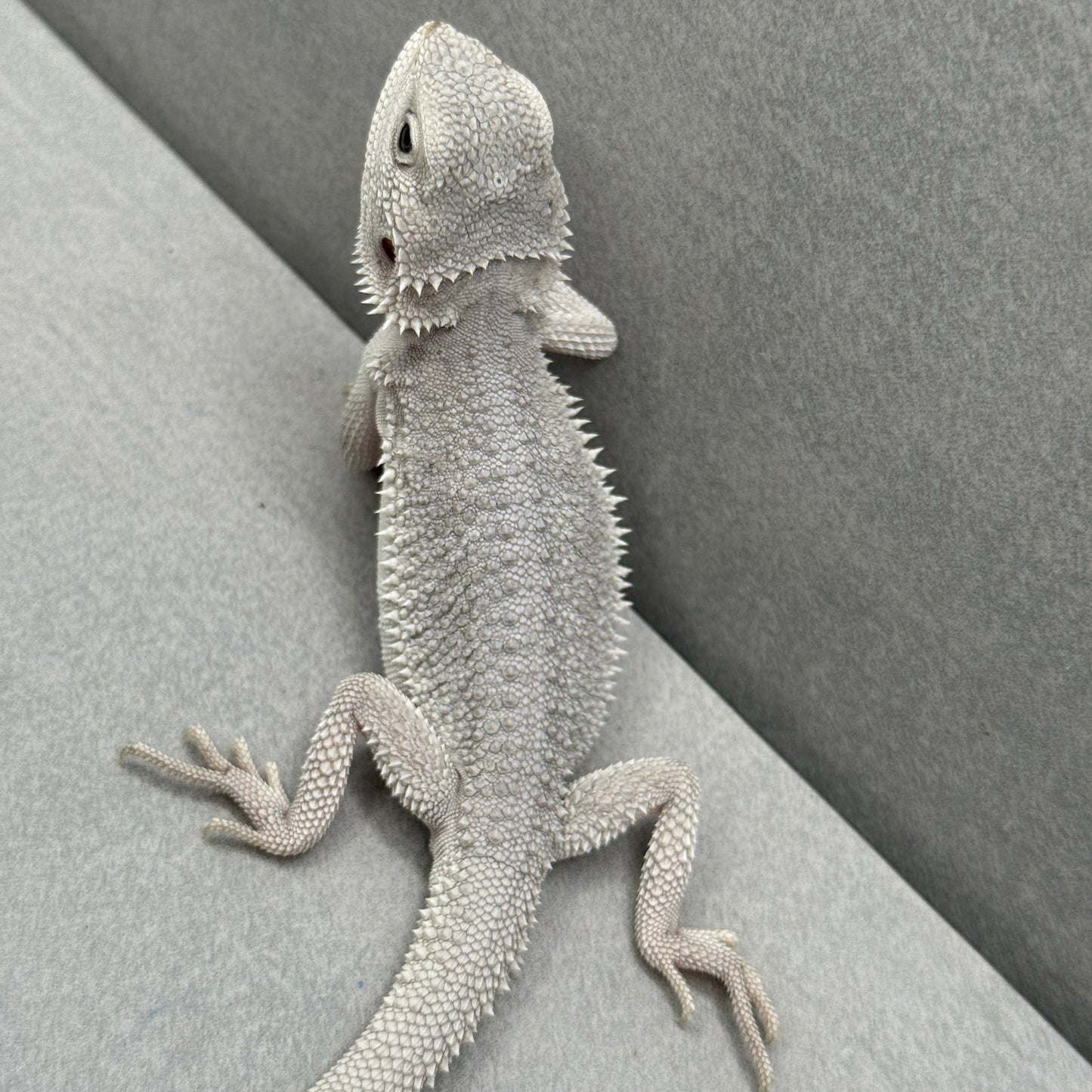 Hypo Zero Bearded Dragon 180