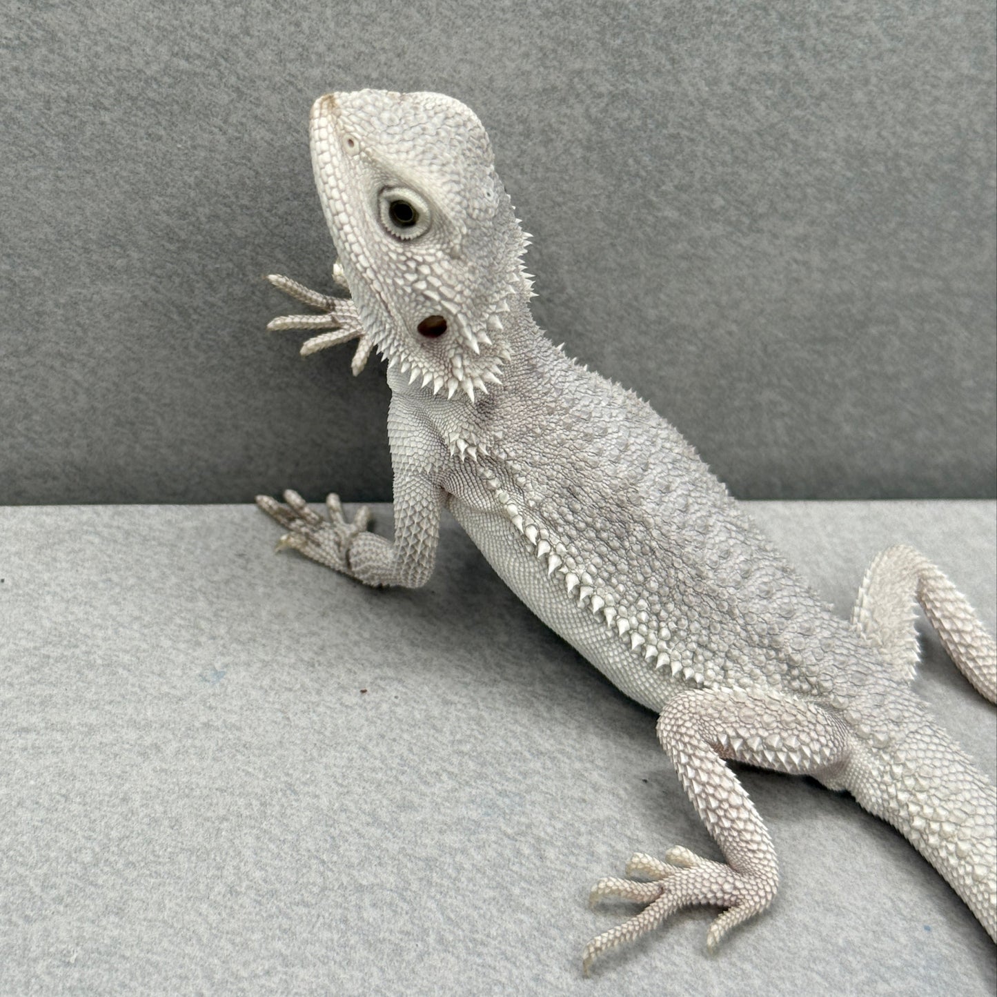 Hypo Zero Bearded Dragon 180