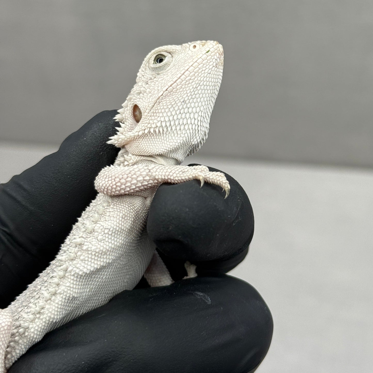 Hypo Zero Bearded Dragon 180