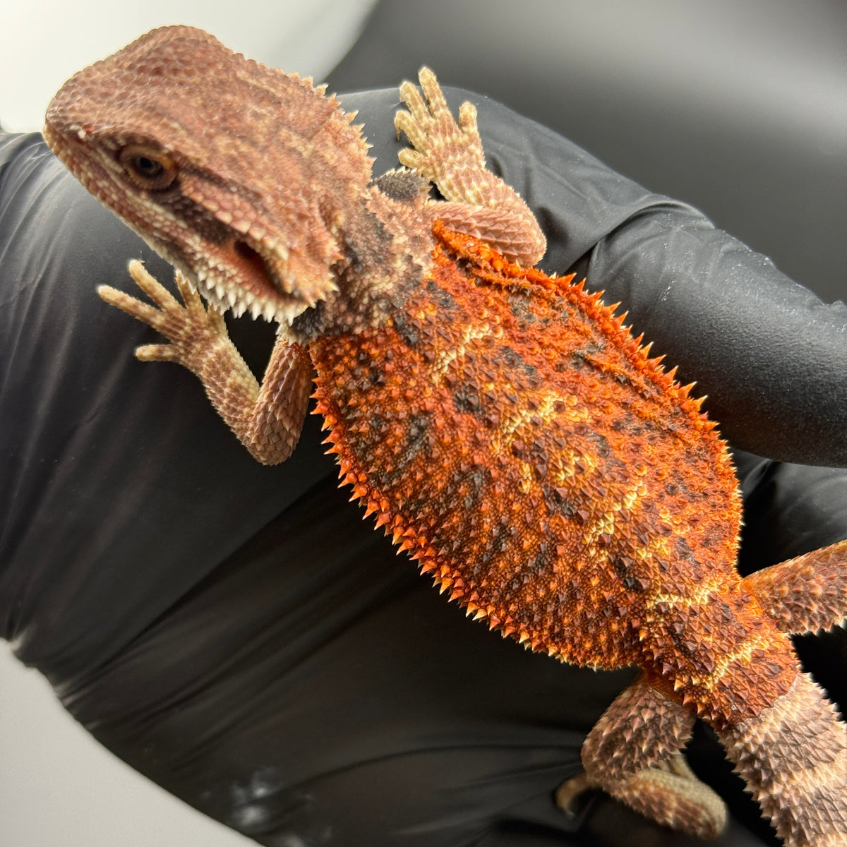 75% Red Monster Het Hypo Het Trans Bearded Dragons 902