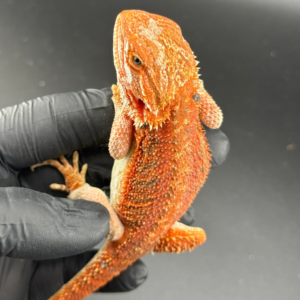 Red Bearded Dragon 407