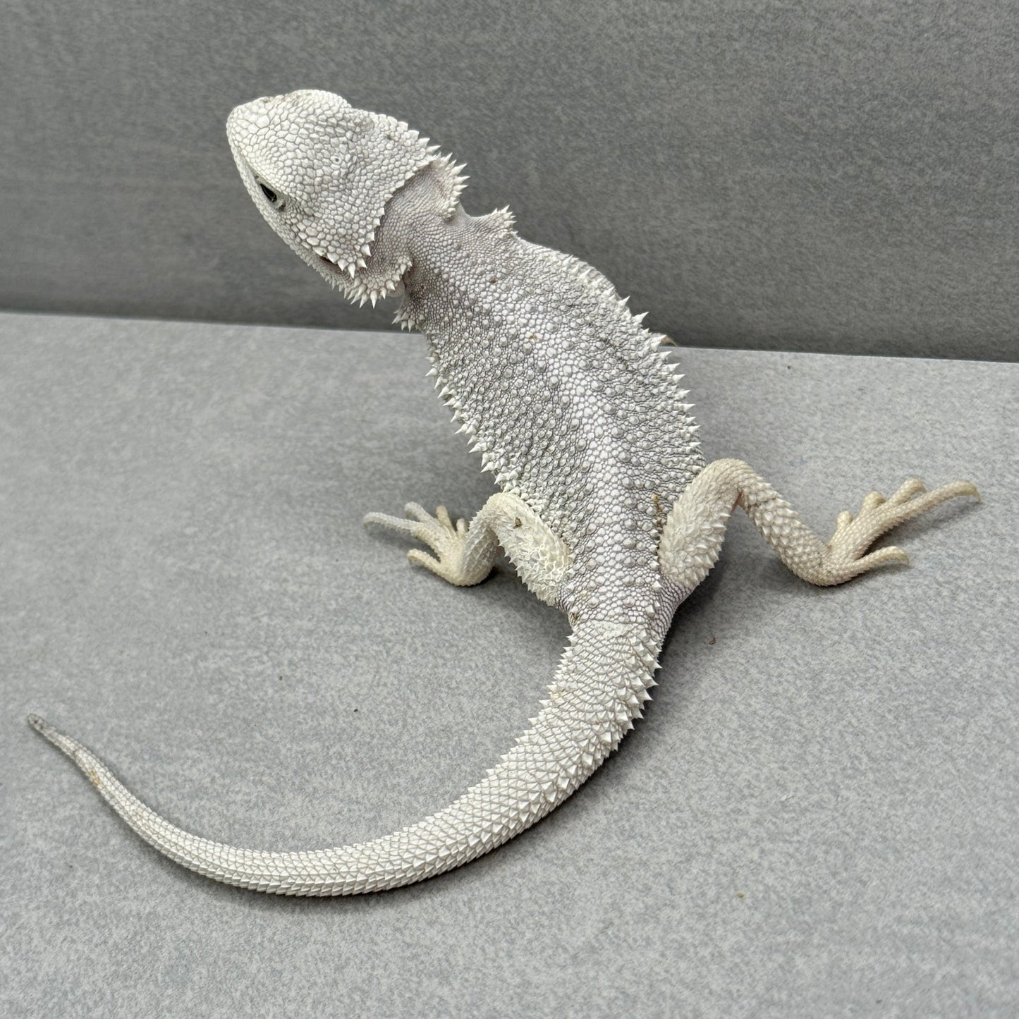 Hypo Zero Bearded Dragon 200