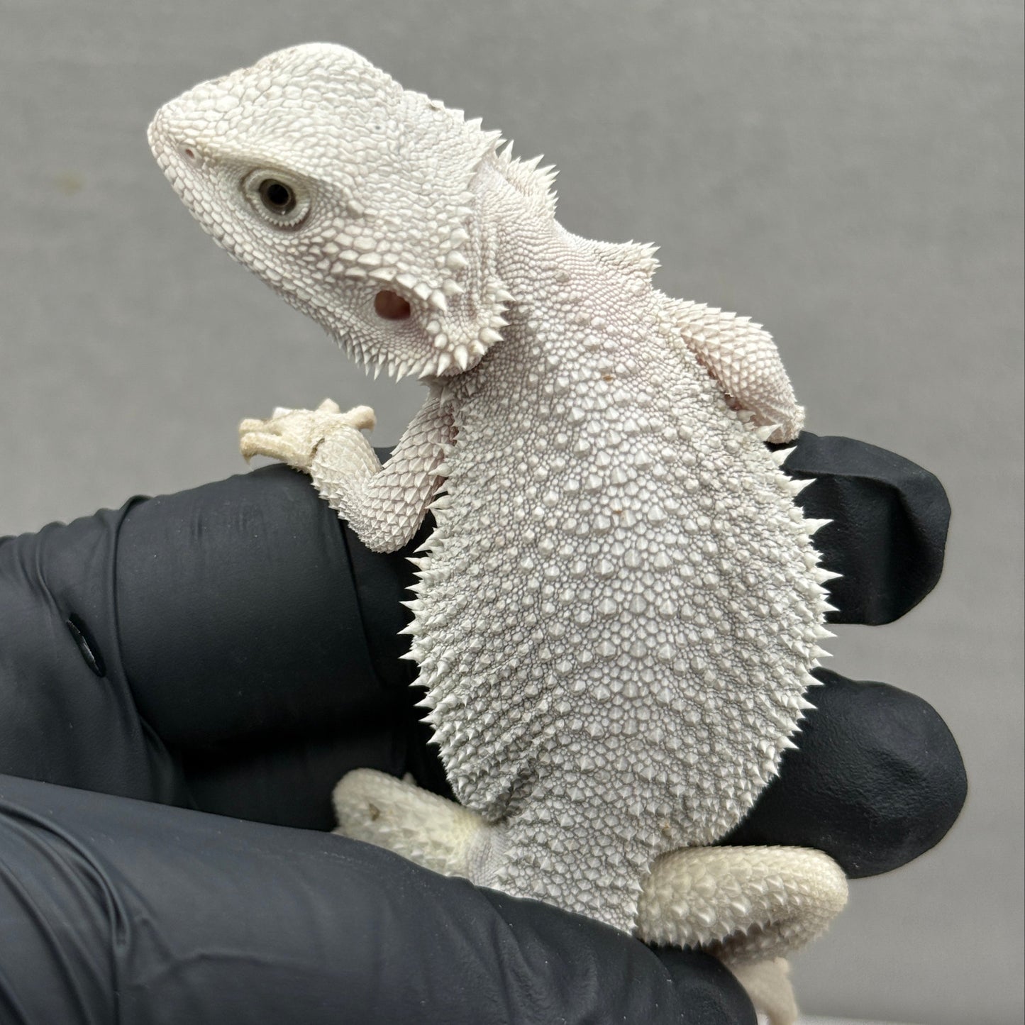 Hypo Zero Bearded Dragon 200