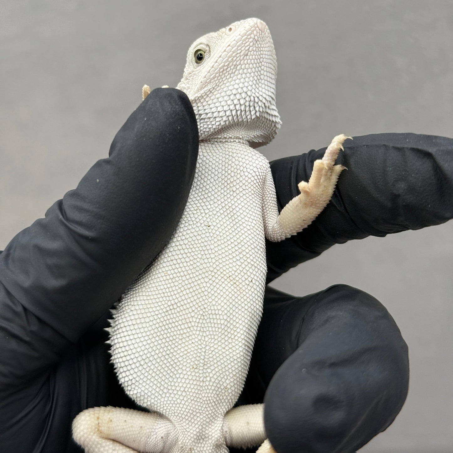 Hypo Zero Bearded Dragon 200
