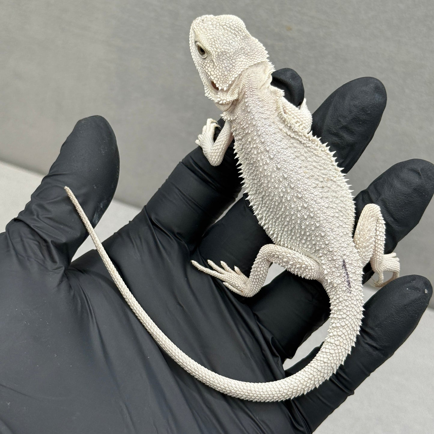 Hypo Zero Bearded Dragon 201