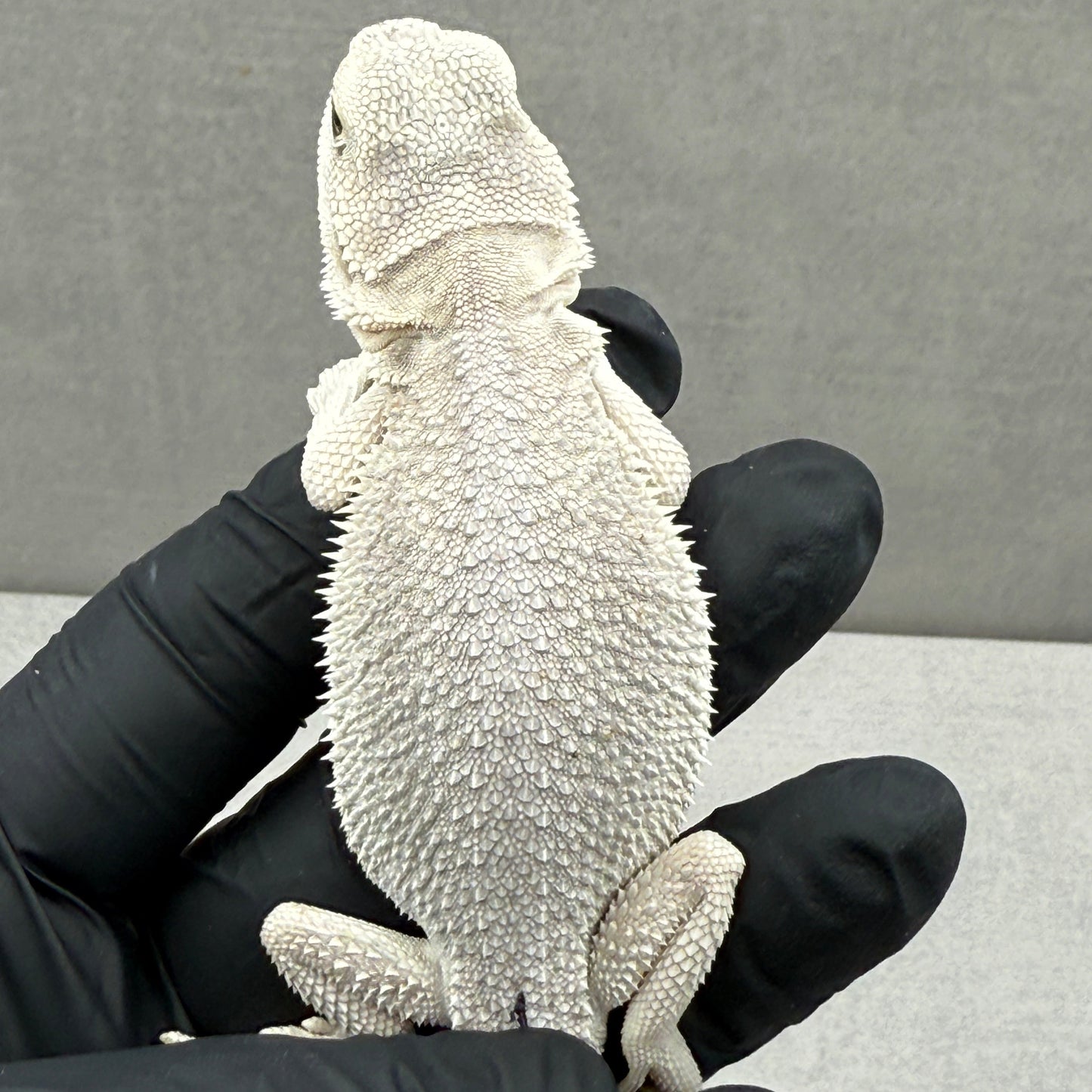 Hypo Zero Bearded Dragon 201