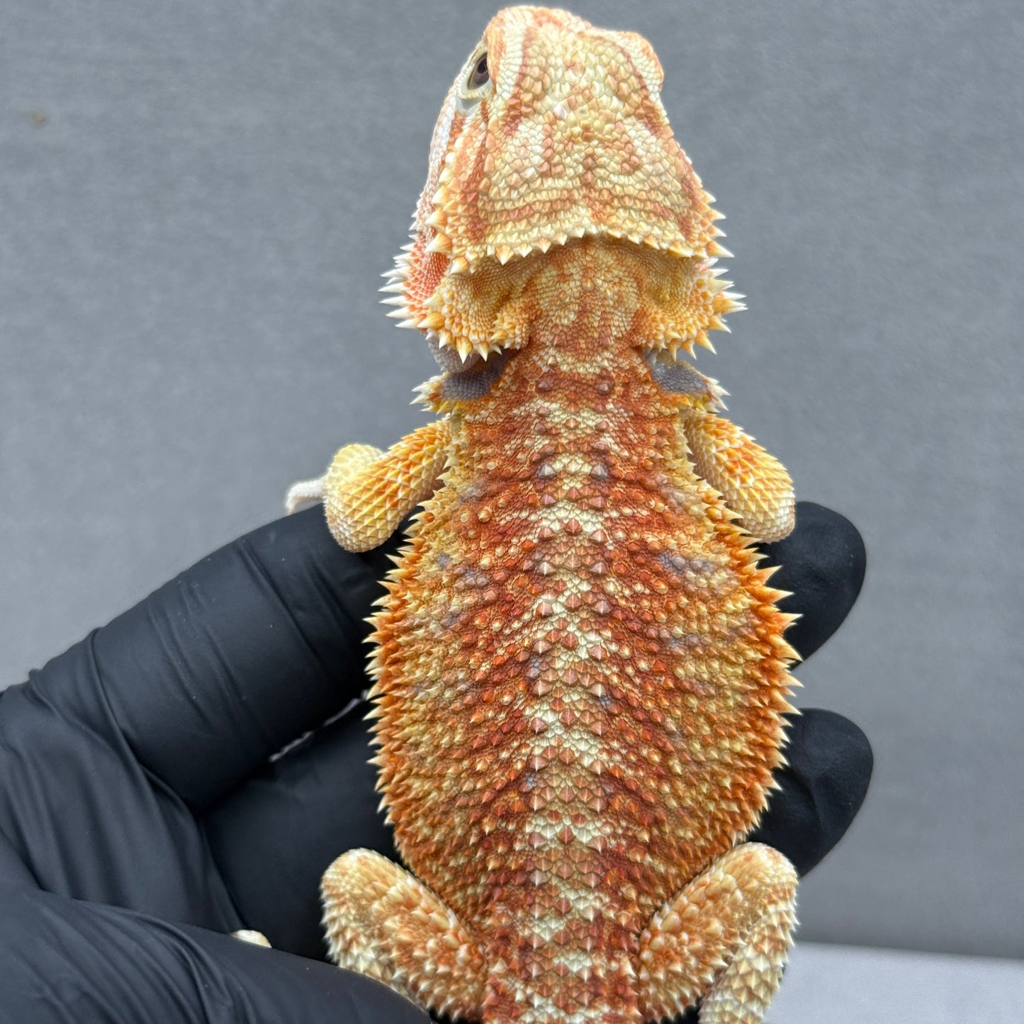 T+ Albino Bearded Dragon