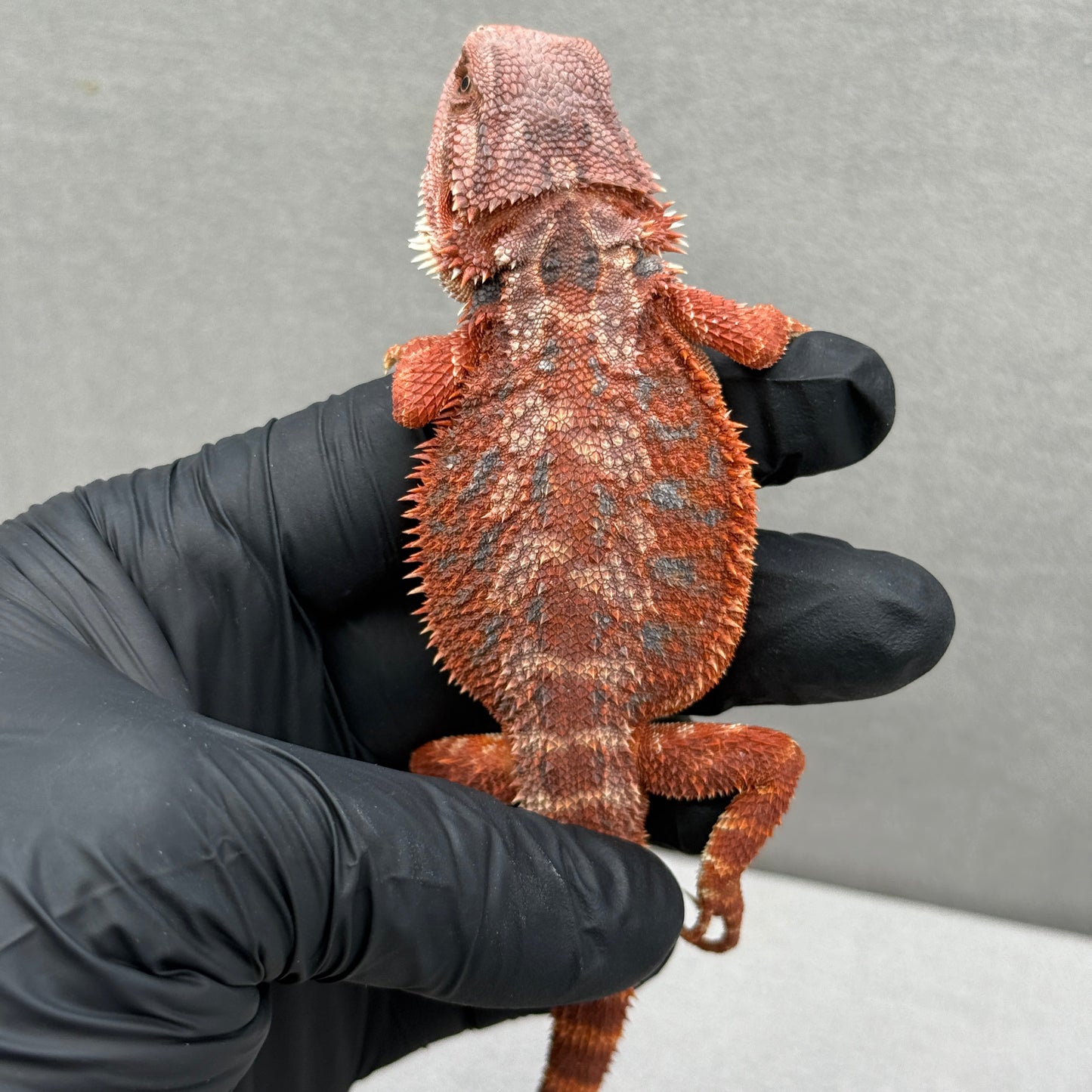Hypo 75% Red Monster Bearded Dragon 208