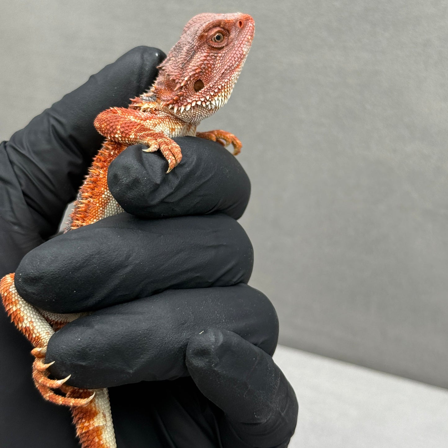 Hypo 75% Red Monster Bearded Dragon 208