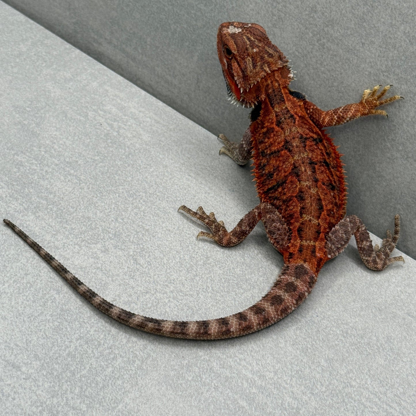 Red Trans Bearded Dragon 212