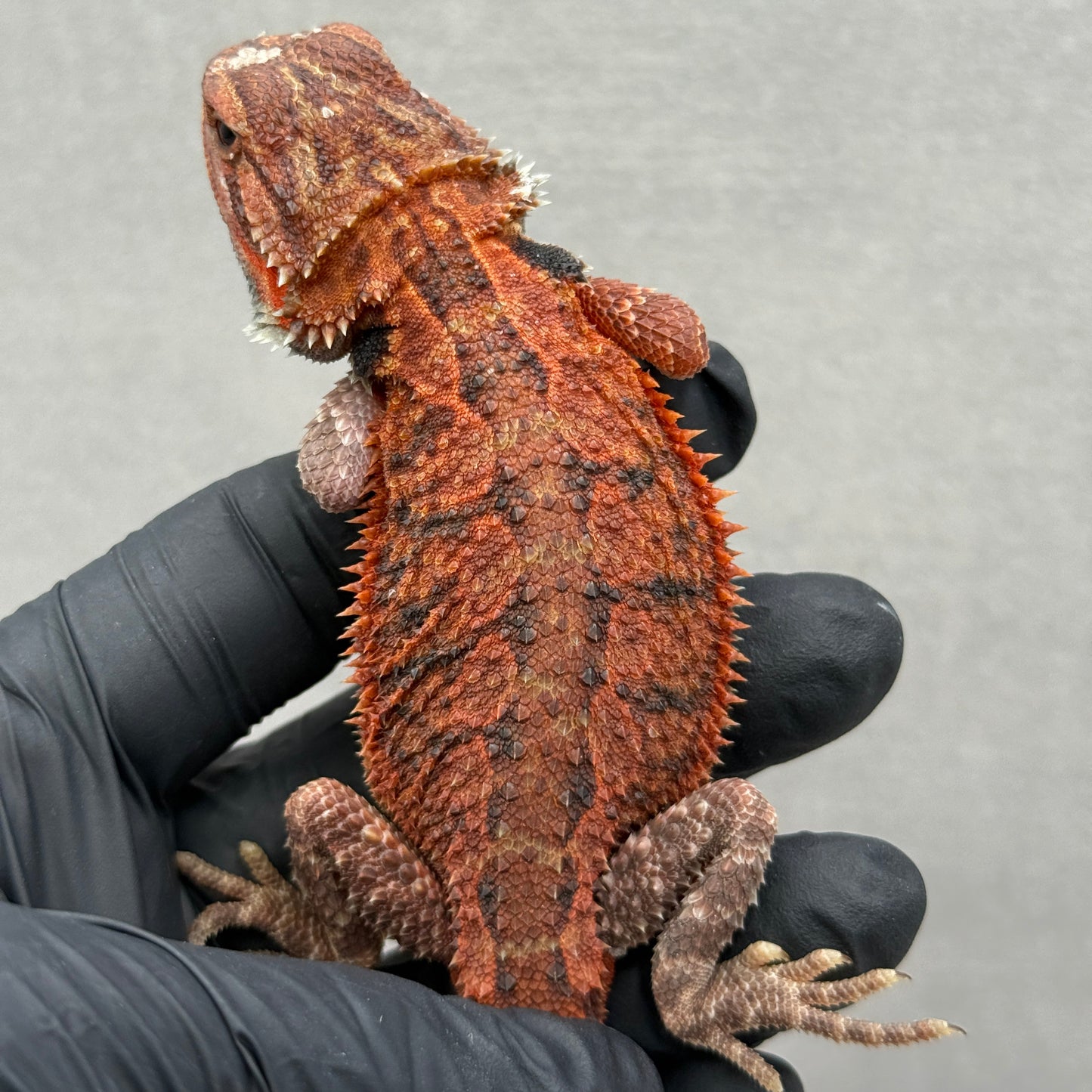 Red Trans Bearded Dragon 212
