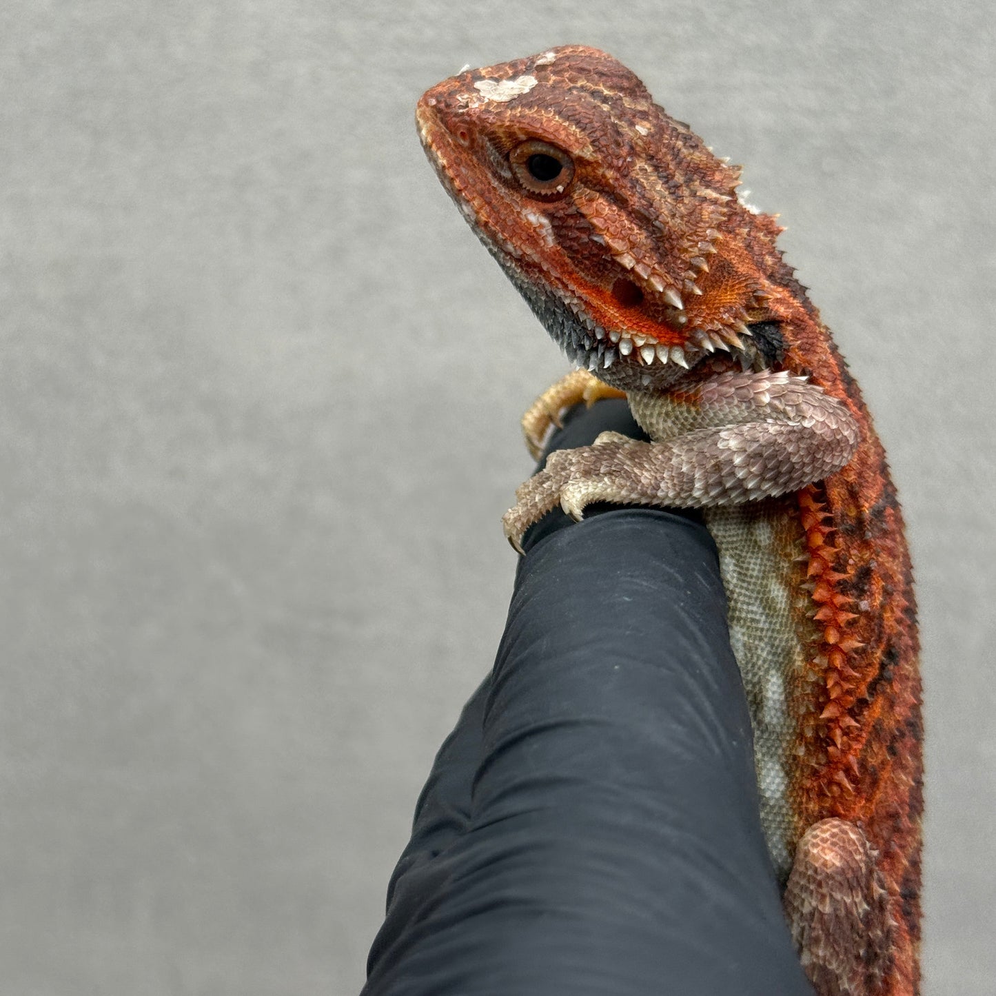 Red Trans Bearded Dragon 212