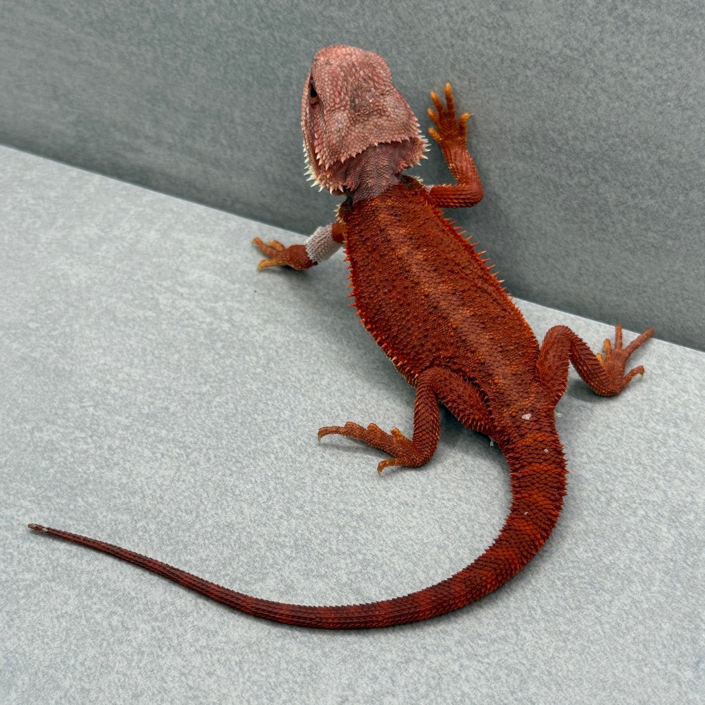 Hypo Trans Red Bearded Dragon 214